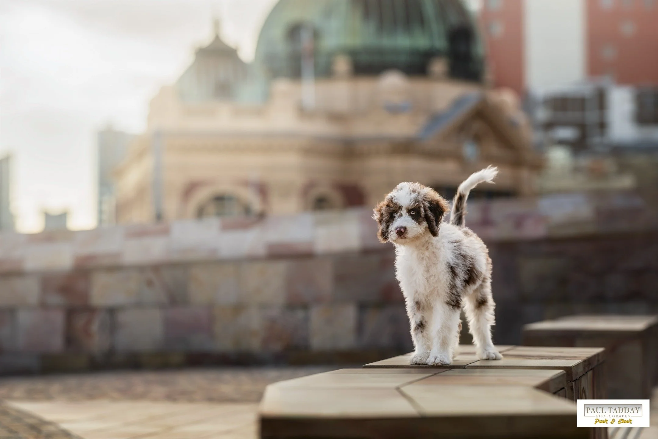 The very handsome &quot;Rocky Road&quot; (Aussie Shepherd / Poodle, 3 months).
🐶❤️📸

If this little fella doesn't melt your heart like chocolate then you need to have your pulse checked! ❤️😃

www.paultadday.com

#aussieshepherdpup #australianshepa