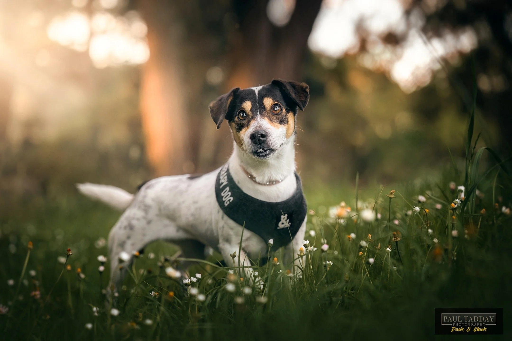 🔥 SNEAK PEEK 🔥
Beautiful &quot;Terri&quot; is an 11 year old therapy dog and the loyalist of companions.

She also has a habit of chasing her companion cats&hellip; She sleeps on the pillow beside her mum's head in bed and she drops the most stinky