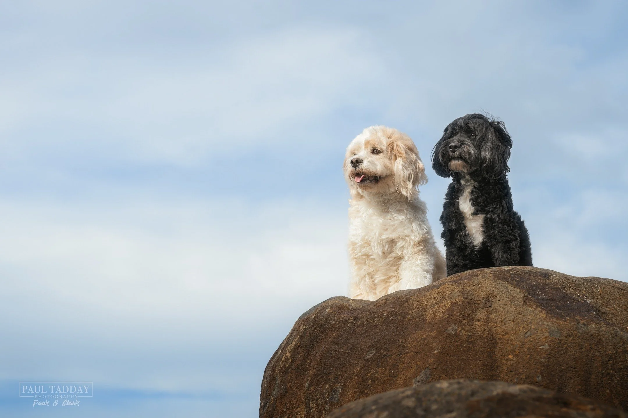 After having had separate puppy photo sessions in the past, Molly (13 years young!) and Monty (6 years of pure energy) were captured together for their first joint photo session.

Watching these two bond and pose for the camera was just priceless. Mo