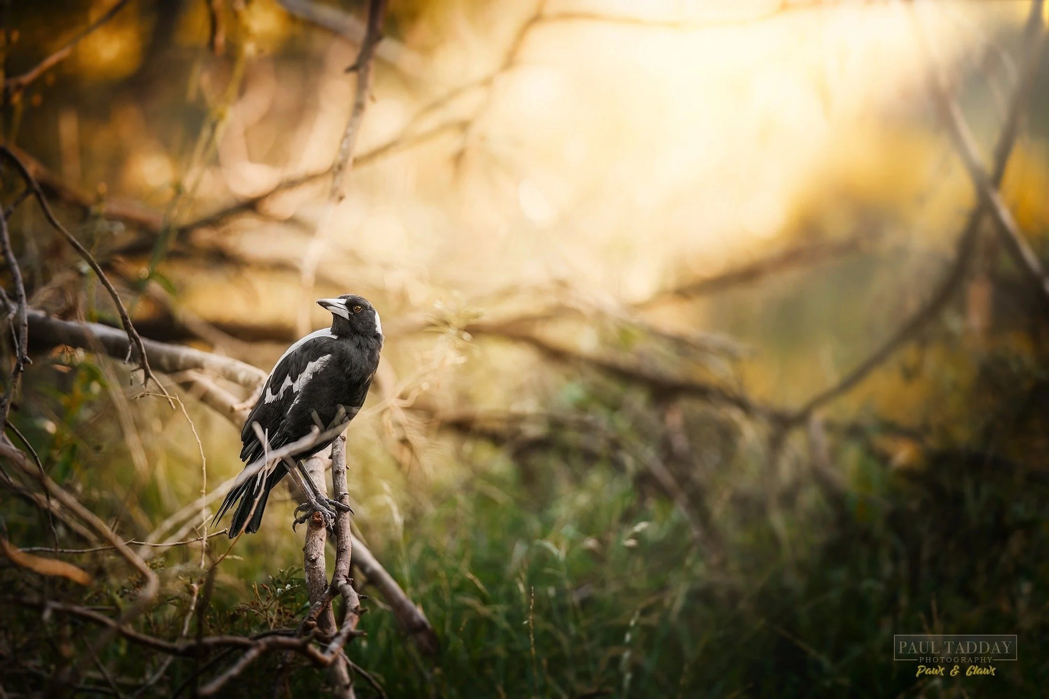 Another casual observer during a recent puppy photo session. Pretending he wasn't watching, but he really was... 😆

www.paultadday.com

#magpie #magpiesofinstagram #magpies #paultaddayphotography #melbournepetphotographer #melbournepetphotography #m