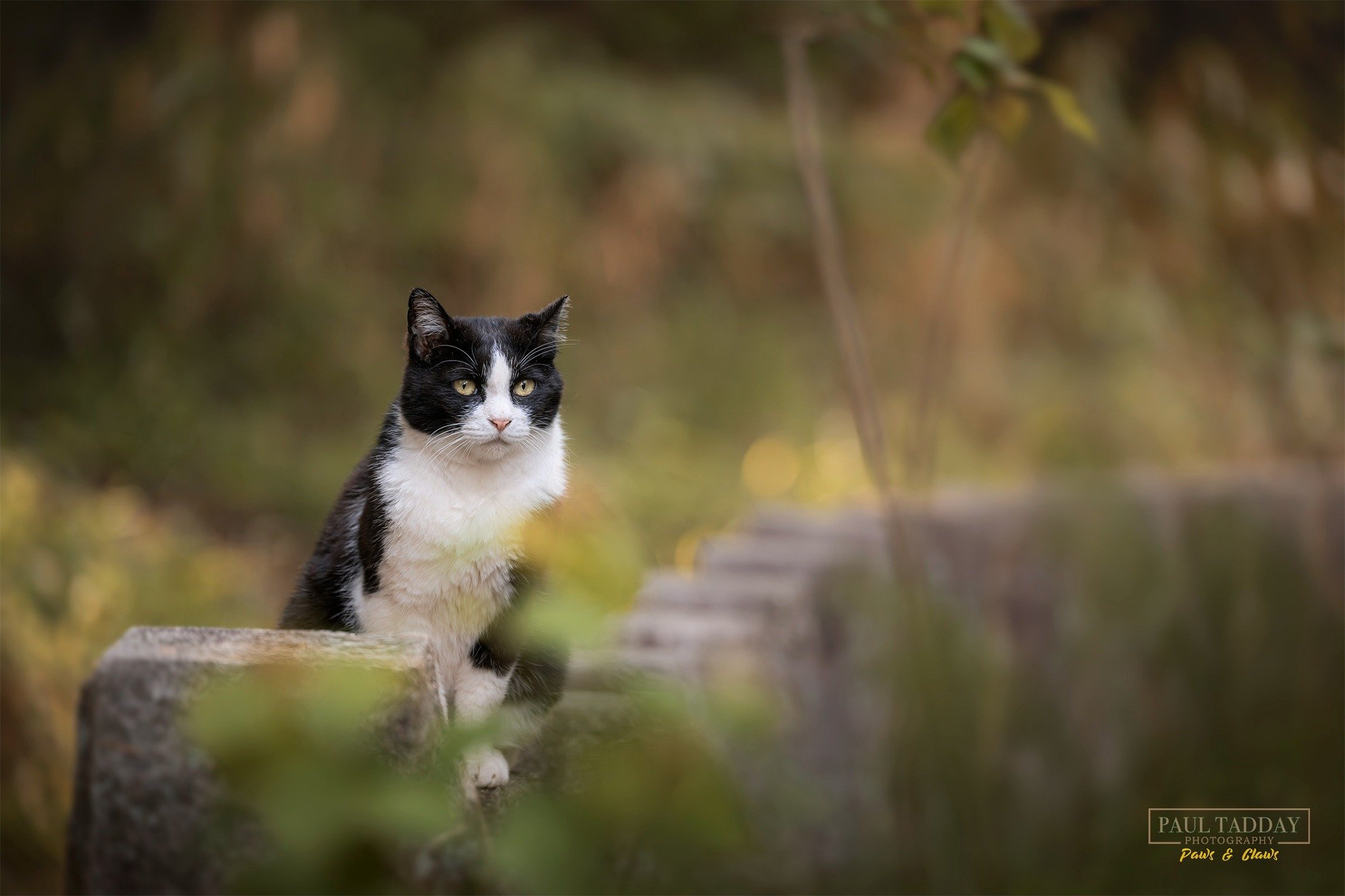I made a new friend while visiting Fushimi Inari Taisha in Kyoto earlier this year - "Konekochan" and his gang of friendly 'nyanko' welcome visitors to the shrine, hoping for an occasional belly scratch.
😺⛩️

@fushimiinaritaisha_official #