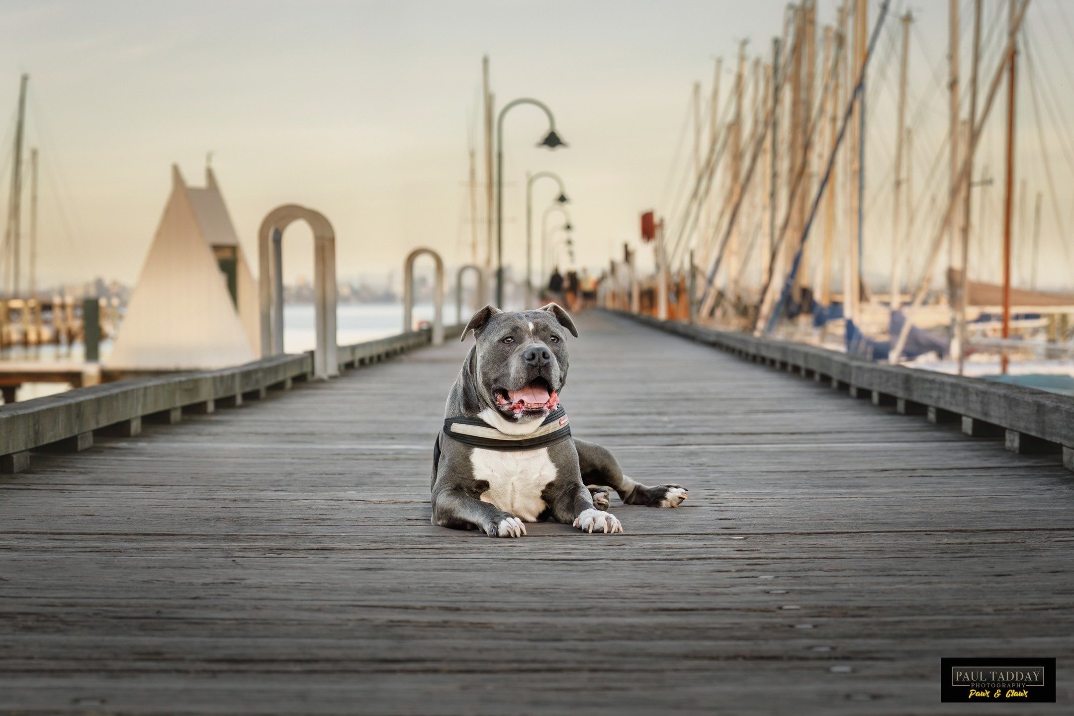 Meet "Anakin", he just loves physical activity... as long as it involves this position... 😄🐶❤📸
.
www.paultadday.com
.
#staffymoments #staffygram #dogsofmelb #dogsofaustralia #dogsofmelboune #melbournedogsofinsta #melbournedog #melbourned