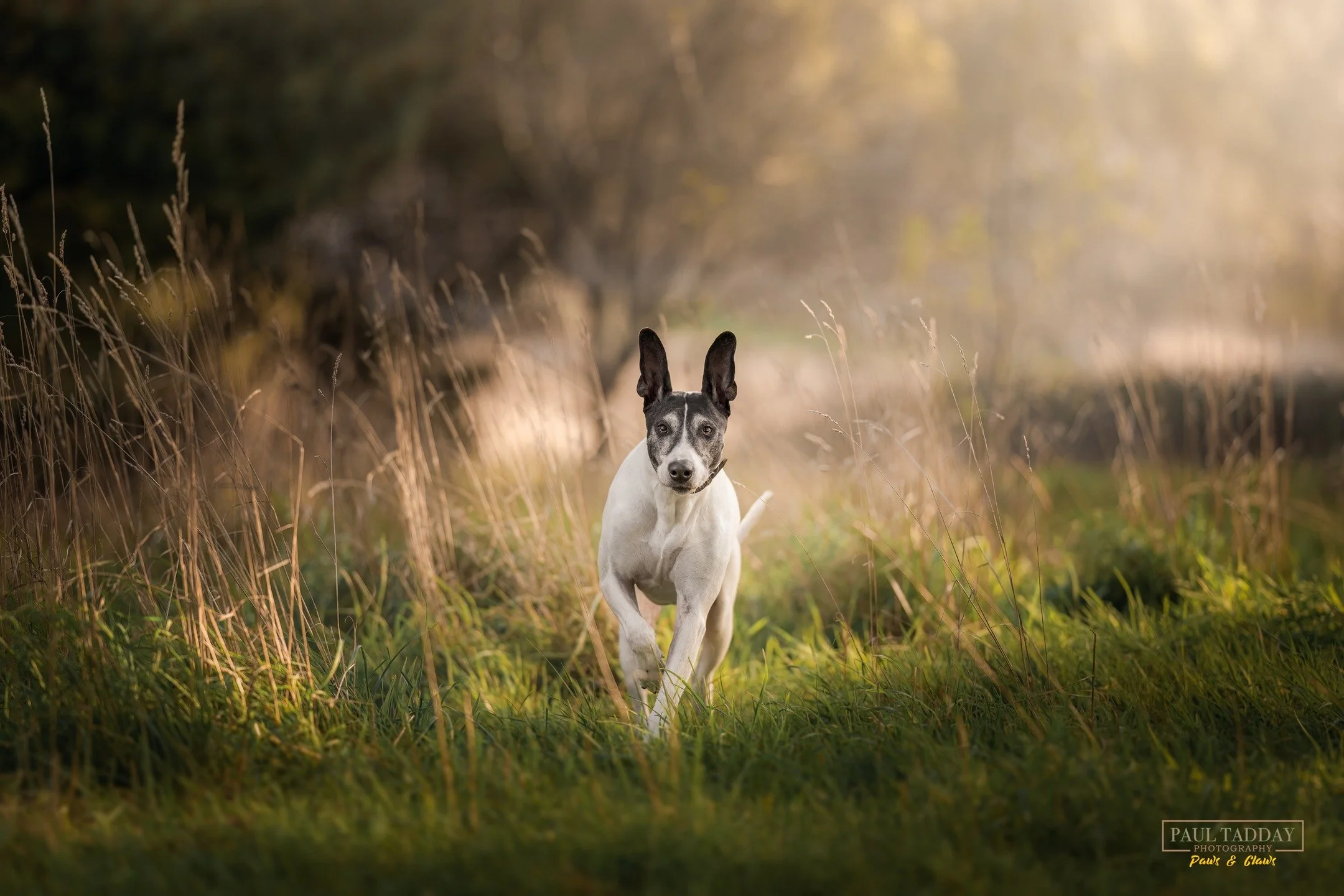 ❤️ OLIVE ❤️

"Olive" is a total sweetheart! At almost 9 years young, this beautiful Bull Arab x Greyhound is a fast (and solid) package! She loves being on the go, a real runner at heart (especially when there is a ball to chase!).

"O