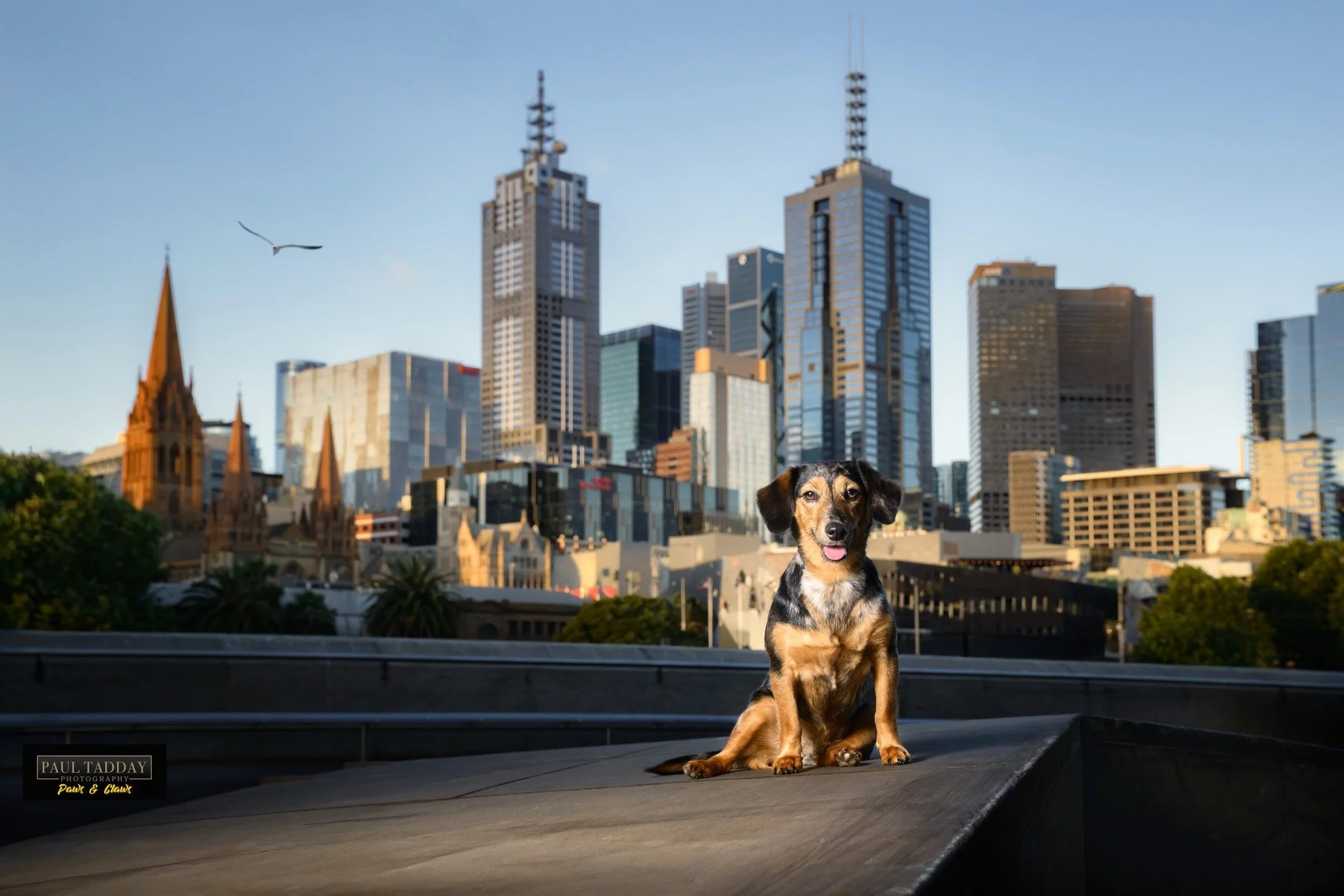 🔥 SNEAK PEEK 🔥

Two year-old "Matilda" is a beautiful Dachshund x Jack Russell. She's a real jetsetter too, born in Singapore, having spent time in Germany and now living her best life in Melbourne! She really posed up a storm during her 