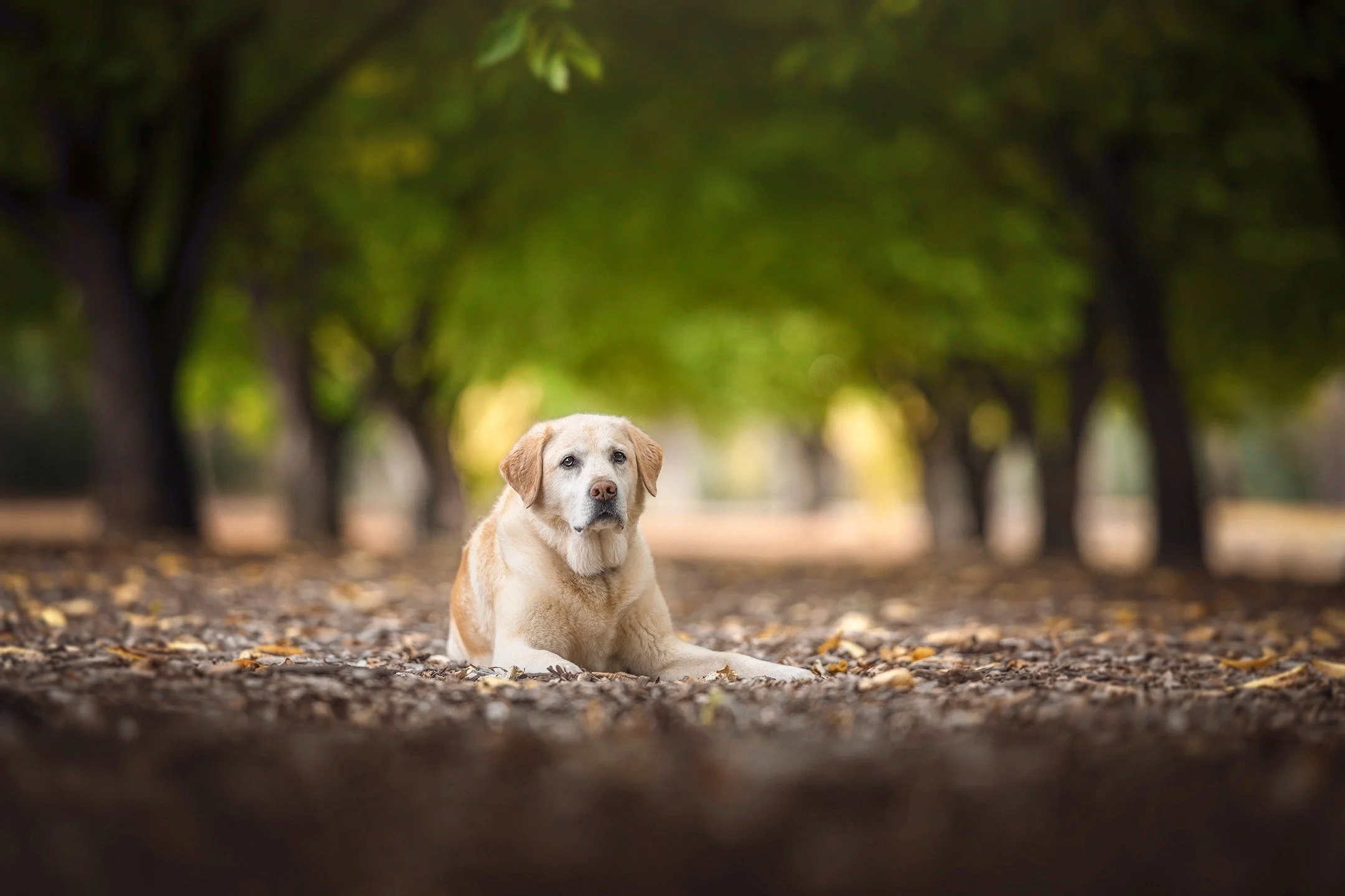 🔥 SNEAK PEEK 🔥

Meet "Holly", an absolute sweetheart. This 11 year old golden lab's happy place is anywhere that includes a ball and a lake to dive into and swim in. 🐶📸❤

www.paultadday.com

#melbournedogphotographer #melbournedogphotog