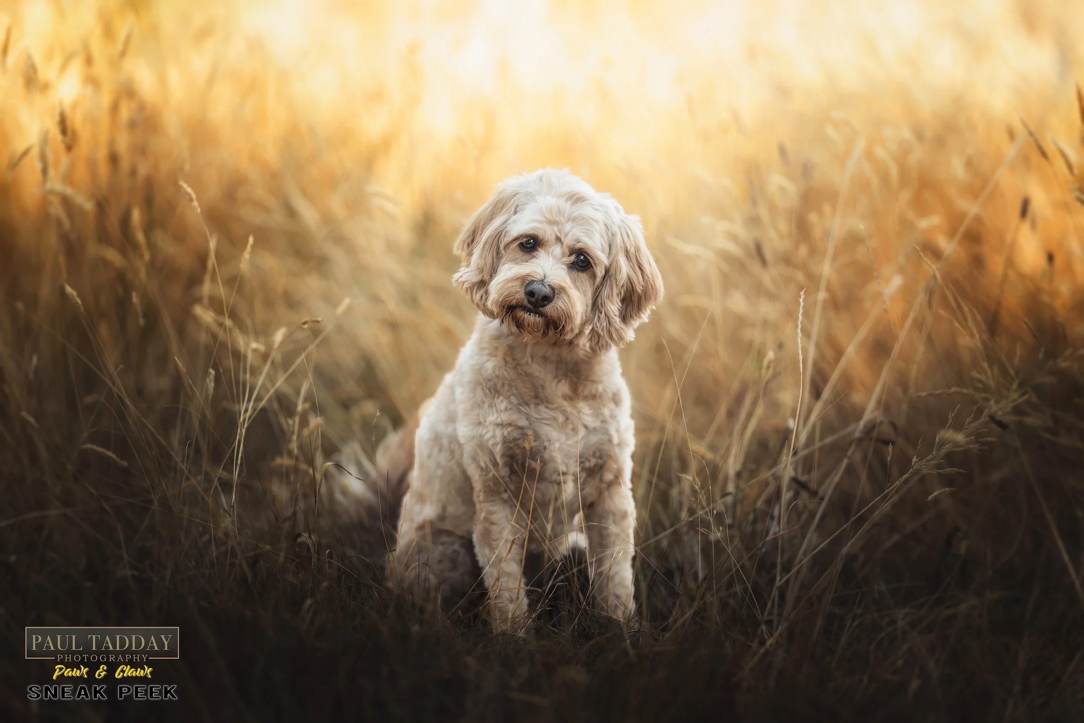 🔥 SNEAK PEEK 🔥
"Simba"
🐶❤📸
"When I first met this pup he was so little and nervous in his puppy pen, but warmed up so quickly. It was like he knew how much he was wanted and wished for because after meeting my sister and mum, he ca