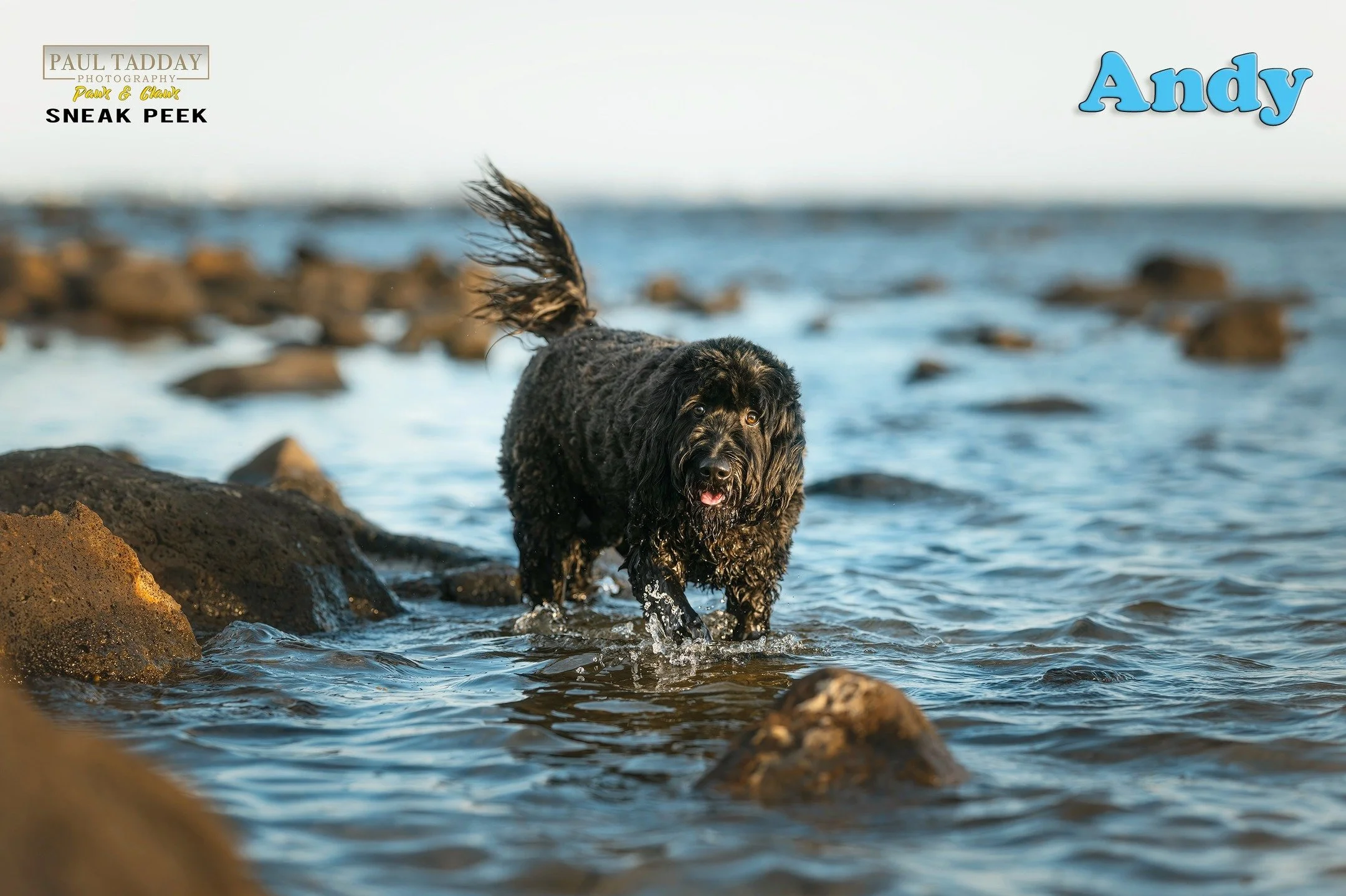 🔥 SNEAK PEEK 🔥
"ANDY"
Four-year old Groodle, Andy, is living a life of absolute leisure and comfort! When I die I want to come back as Andy! Snacks, couch time, snoozing, lazy walks along the beach... what more is there to life? I'm sure 