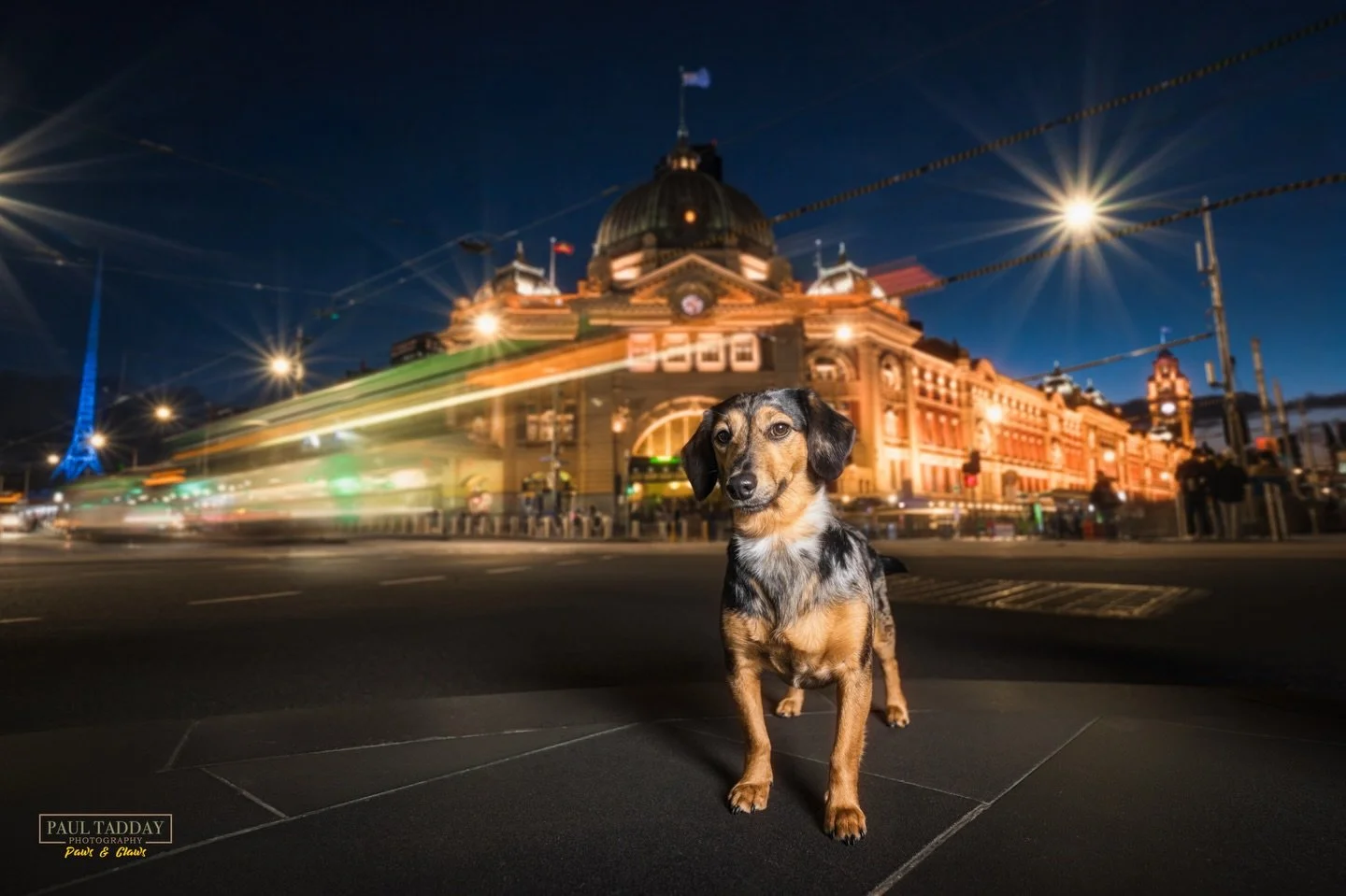 MATILDA 🐶❤️

www.paultadday.com

#melbournedogs #melbournedogphotographer #dachsundsofinstagram