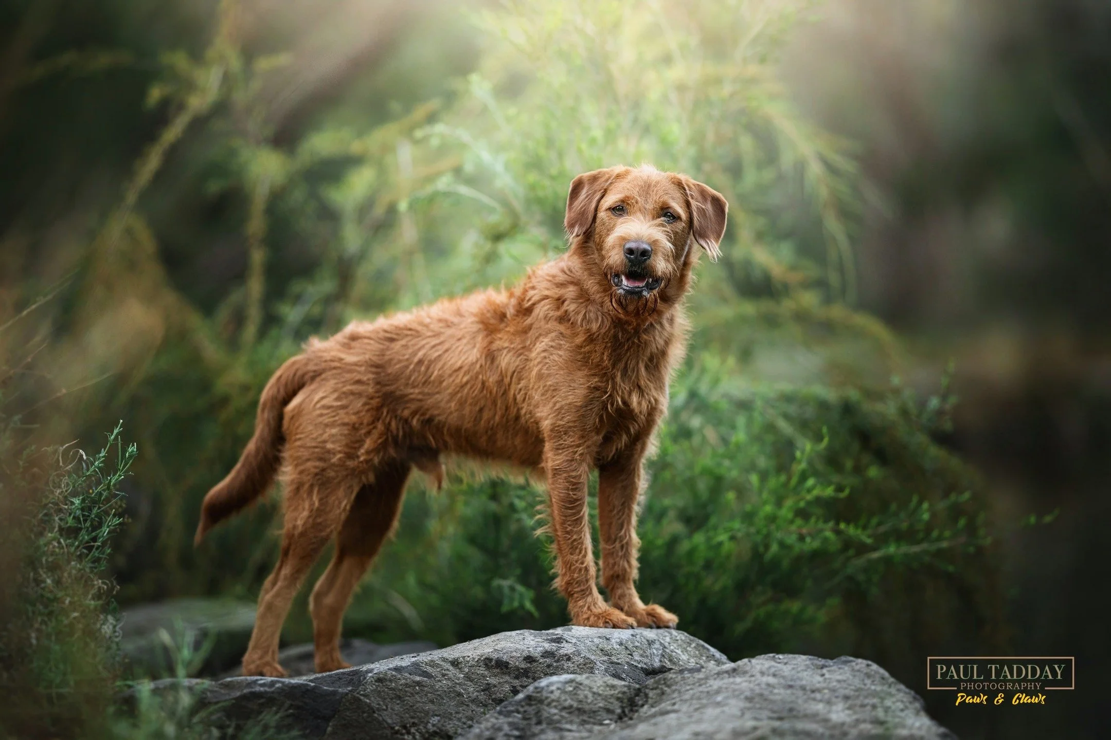 🔥 SNEAK PEEK 🔥

Juniper, back for his second session in front of the Paws &amp; Claws lens. 14 months on from his puppy session, Juniper has grown into a very handsome young man indeed. 🐶❤📸

#melbournedogphotography #melbournedogs #dogsofmelbourn