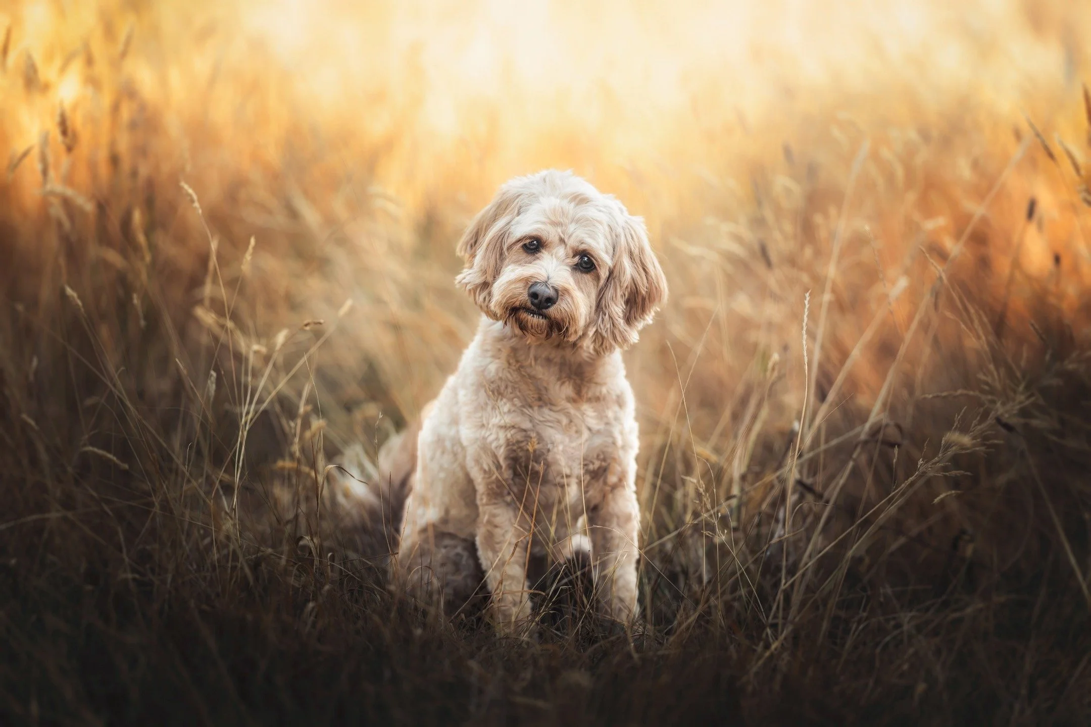 "Simba"
🐶❤📸

"When I first met this pup he was so little and nervous in his puppy pen, but warmed up so quickly. It was like he knew how much he was wanted and wished for because after meeting my sister and mum, he came over and gave