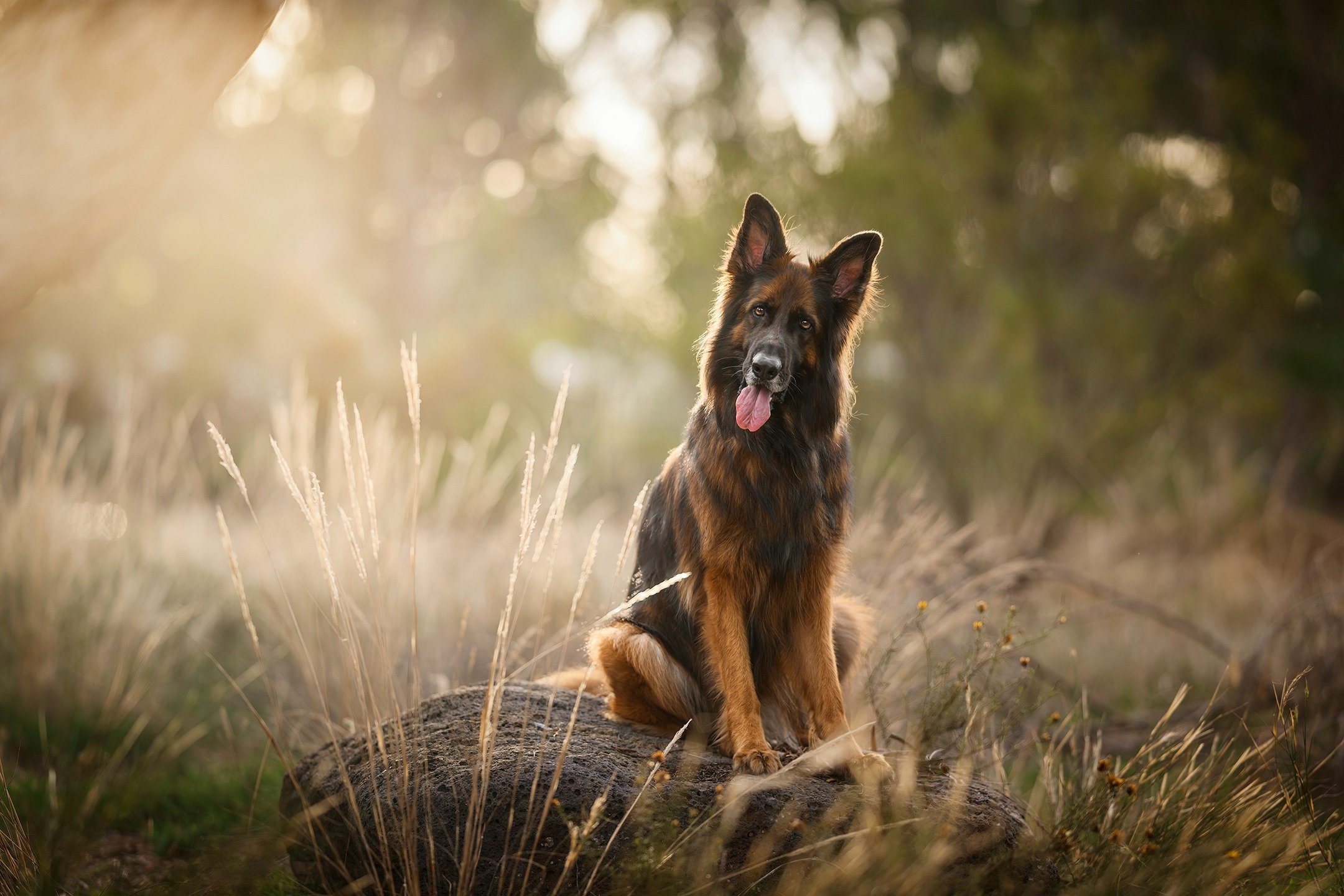🔥 SNEAK PEEK 🔥
I can't believe that in all my years as a pet photographer I have never photographed a pure-bred German Shepherd... until now!

Today I was so rapt to have this beautiful fella as my muse. The incredibly handsome 4yo GSD, "Kai&q