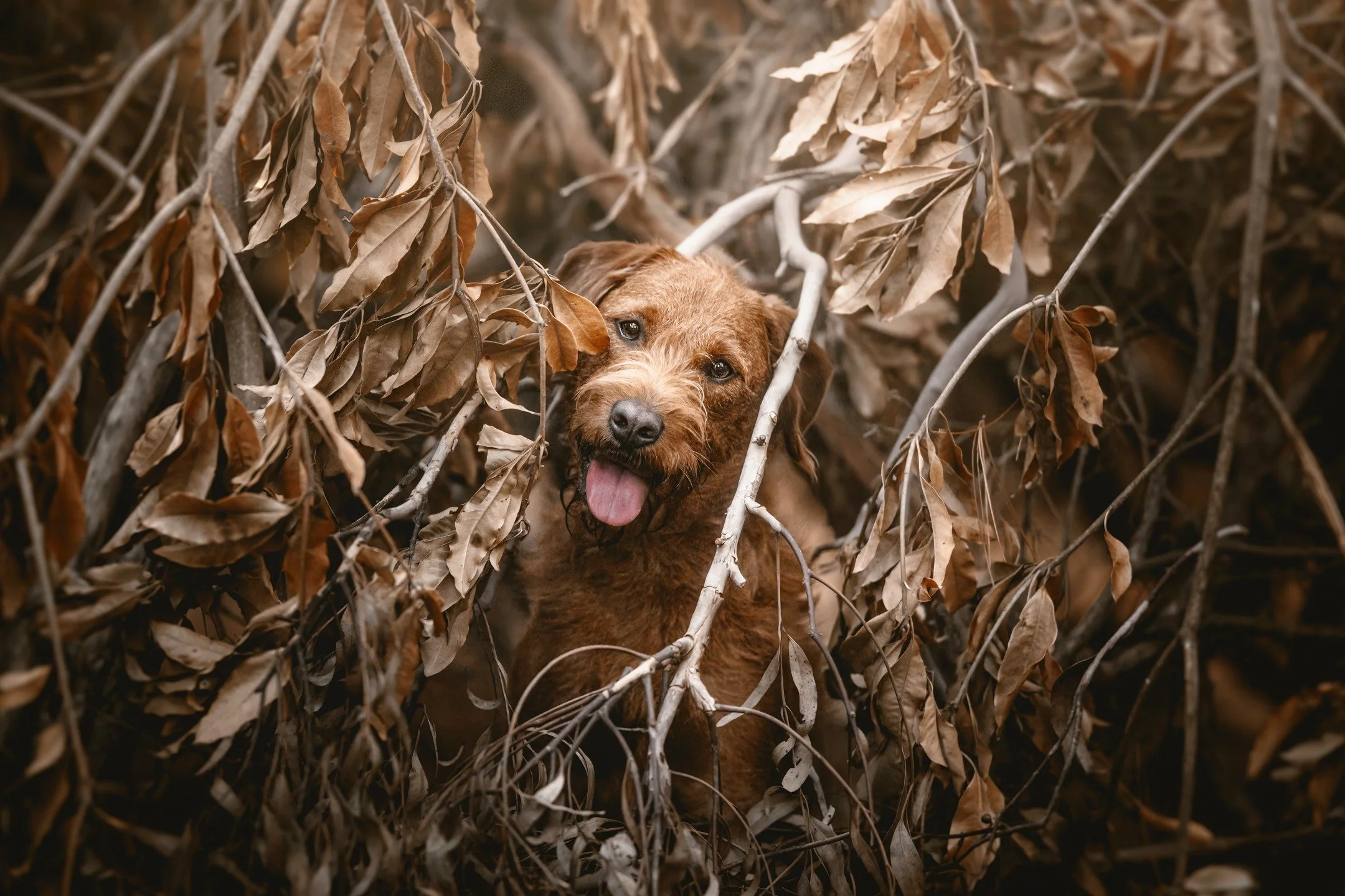"JUNIPER", back for his second session in front of the Paws &amp; Claws lens. 14 months on from his puppy session, Juniper has grown into a very handsome young man indeed. 🐶❤📸

#melbournedogphotography #melbournedogs #dogsofmelbourne #pau