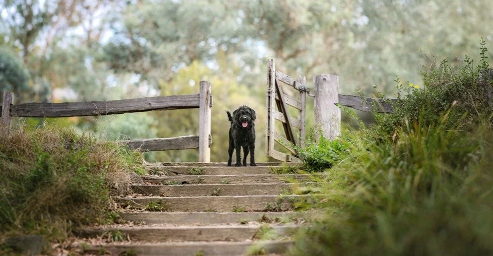 "NUFIE"
The Ying to Juniper's Yang, Nufie is a totally different character but equally as handsome as his golden litter bro.
🐶❤📸

Why not book your superstar pooch their own photo session?

www.paultadday.com

#labradoodle #dogsofmelbourn