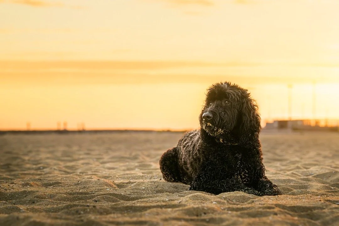 "ANDY"
Four-year old Groodle, Andy, is living a life of absolute leisure and comfort! When I die I want to come back as Andy! Snacks, couch time, snoozing, lazy walks along the beach... what more is there to life? I'm sure you'll agree he's