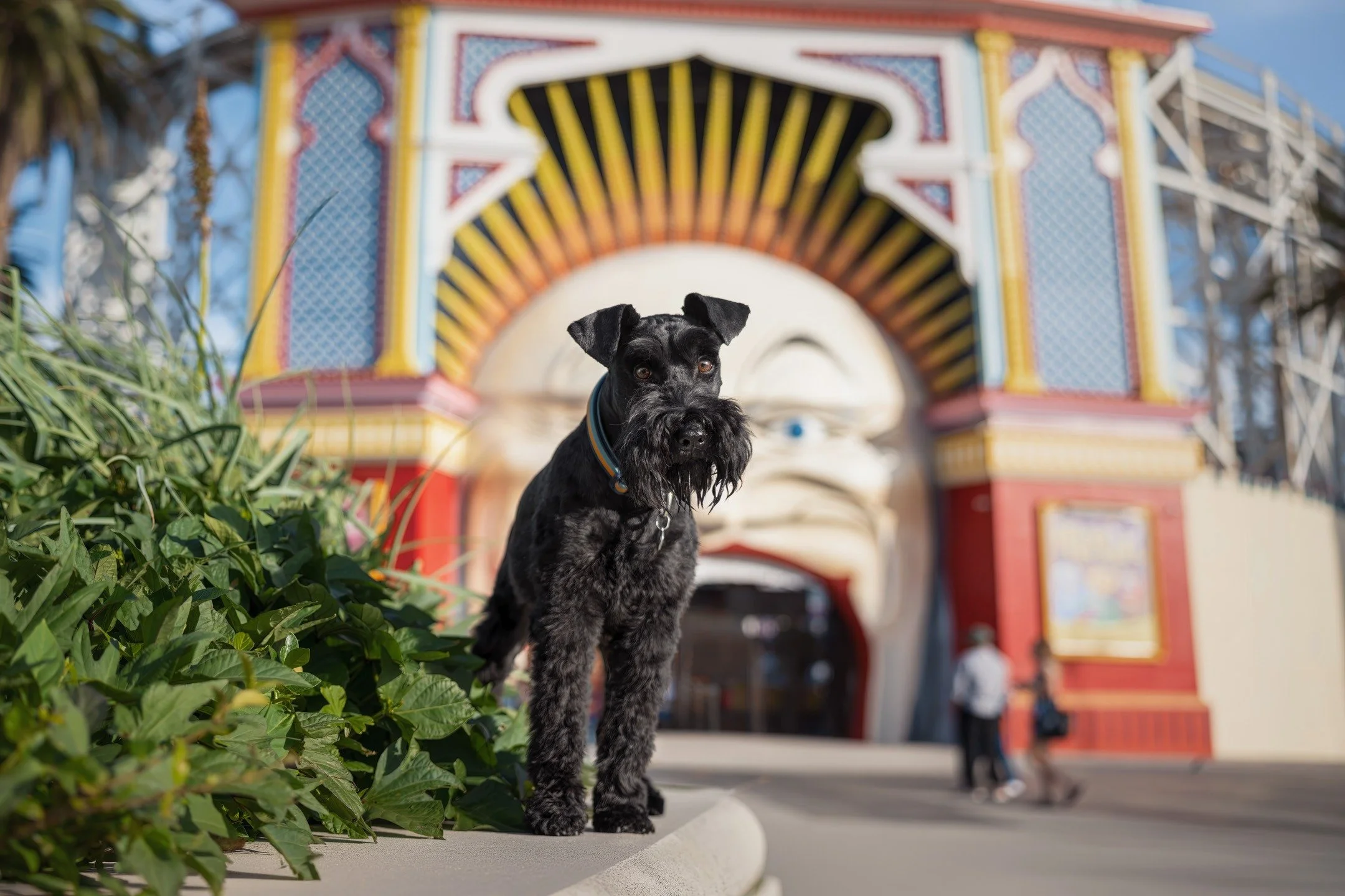 🔥 SNEAK PEEK 🔥
"Bertie" - When you wanna ride the roller coaster but the park doesn't open for another hour...

Bertie is a beautiful 5 year-old miniature schnauzer who absolutely loves living the inner Melbourne lifestyle. I caught up wi