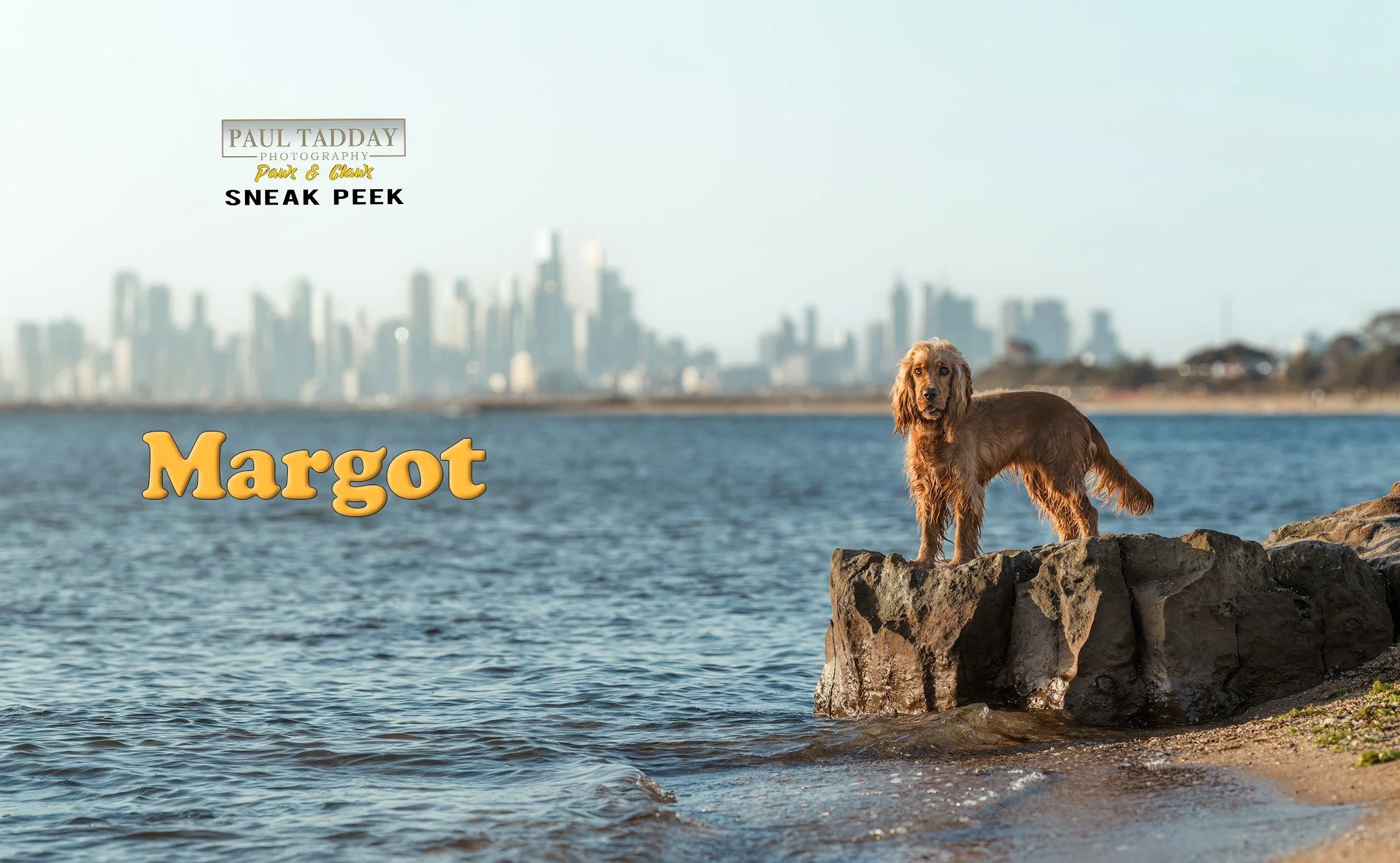 🔥 SNEAK PEEK 🔥
"Margot"
Is there anything more joyous than watching a cocker spaniel pup relentlessly doing zoomies at the beach and jumping back into the water over and over again? Watching the look on Margot's face was priceless. She wa