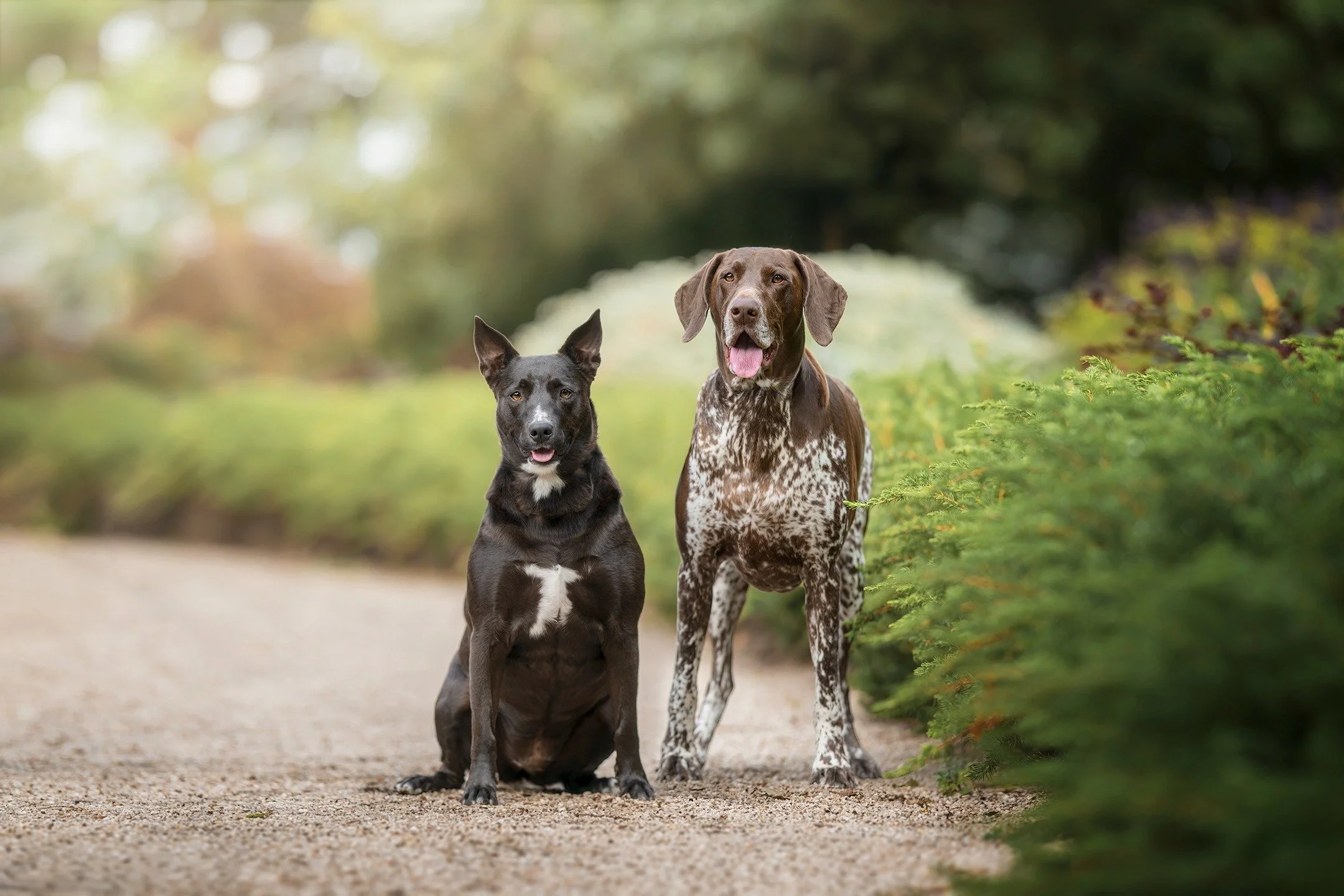 🔥 SNEAK PEEK 🔥
Zoe and Hugo living it up during their "Paws &amp; Claws" adventure yesterday!
🐶❤📸

www.paultadday.com

#melbournedogphotography #dogsofmelbourne #germanshorthairedpointer #kelpiex