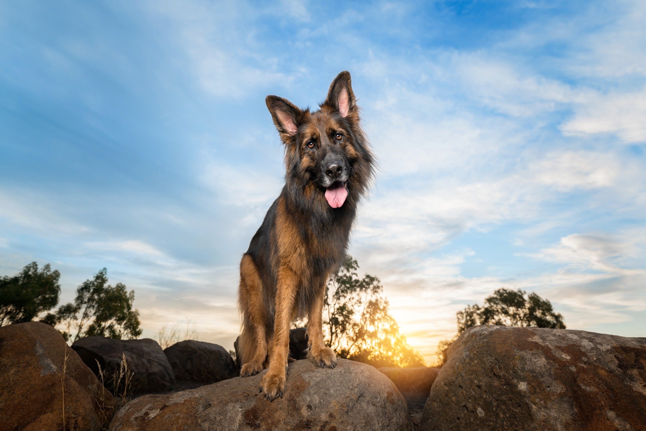 I can't believe that in all my years as a pet photographer I have never photographed a pure-bred German Shepherd... until now!

I was so rapt to have this beautiful fella as my muse recently. Meet the incredibly handsome 4yo GSD, "Kai".
🐶❤