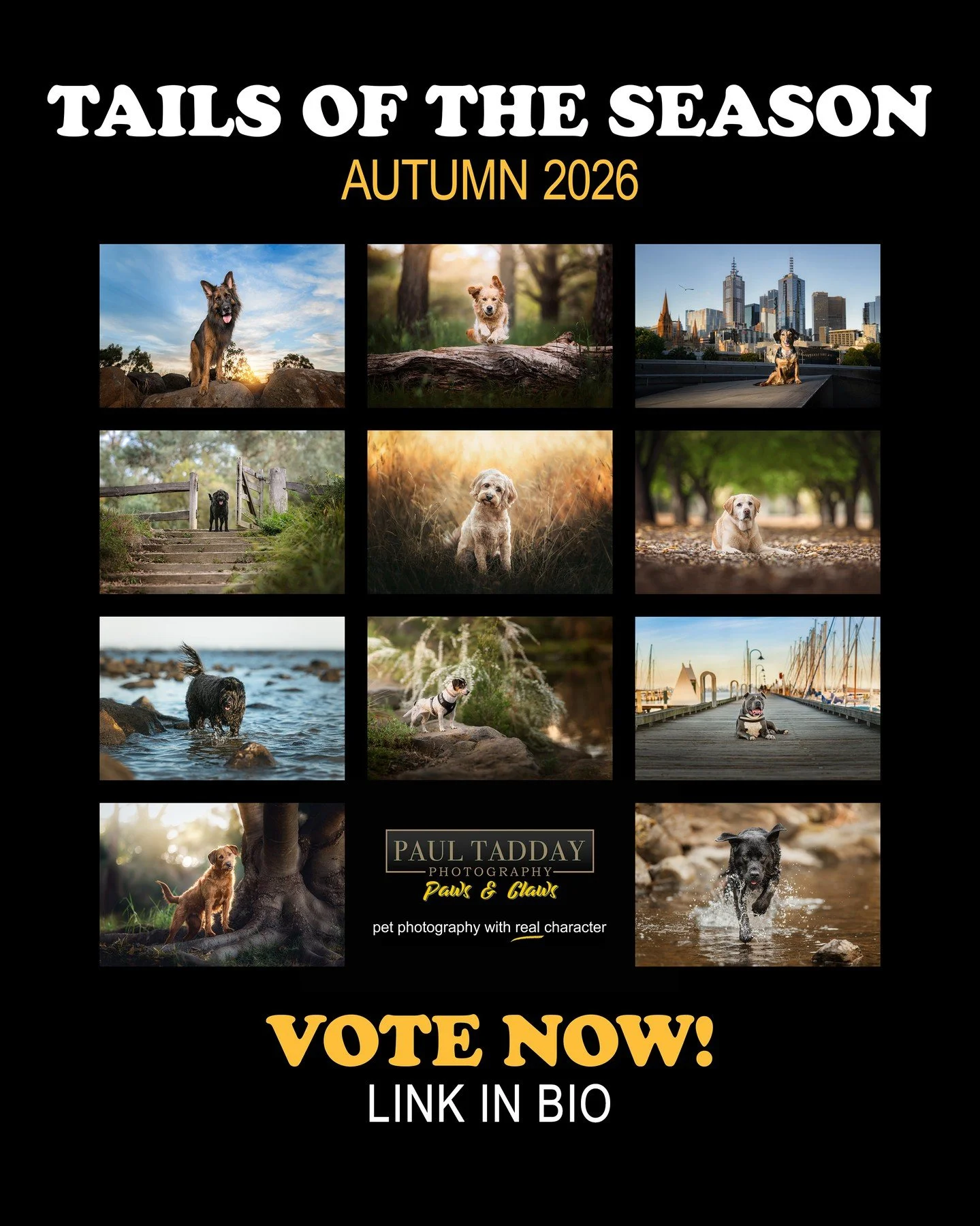 &ldquo;TAILS OF THE SEASON&rdquo; COMPETITION
🍁 AUTUMN 2026 🍁

Vote now for your chance to win a $650 pet photography experience! 
🐶📸

The winning dog will receive $500 credit towards artwork from their recent photo session. They will also have b