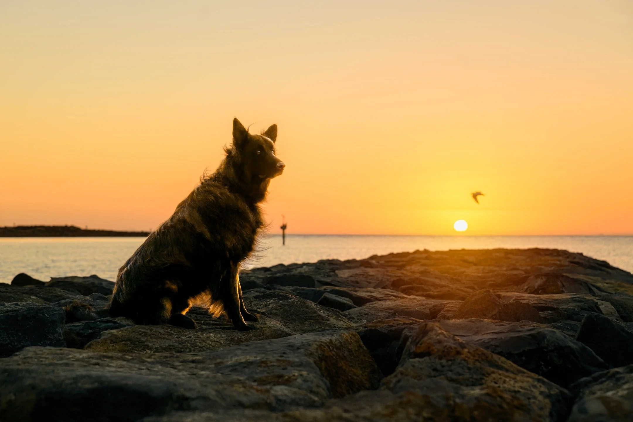 🔥 SNEAK PEEK 🔥

The Phantom's wolf-dog companion, "Devil" is a stunning and fiercely loyal three-year old Dutch Shepherd Dog.

He is one of less than 30 in Australia and his long hair and brindle colouring makes him even more rare.

&quot