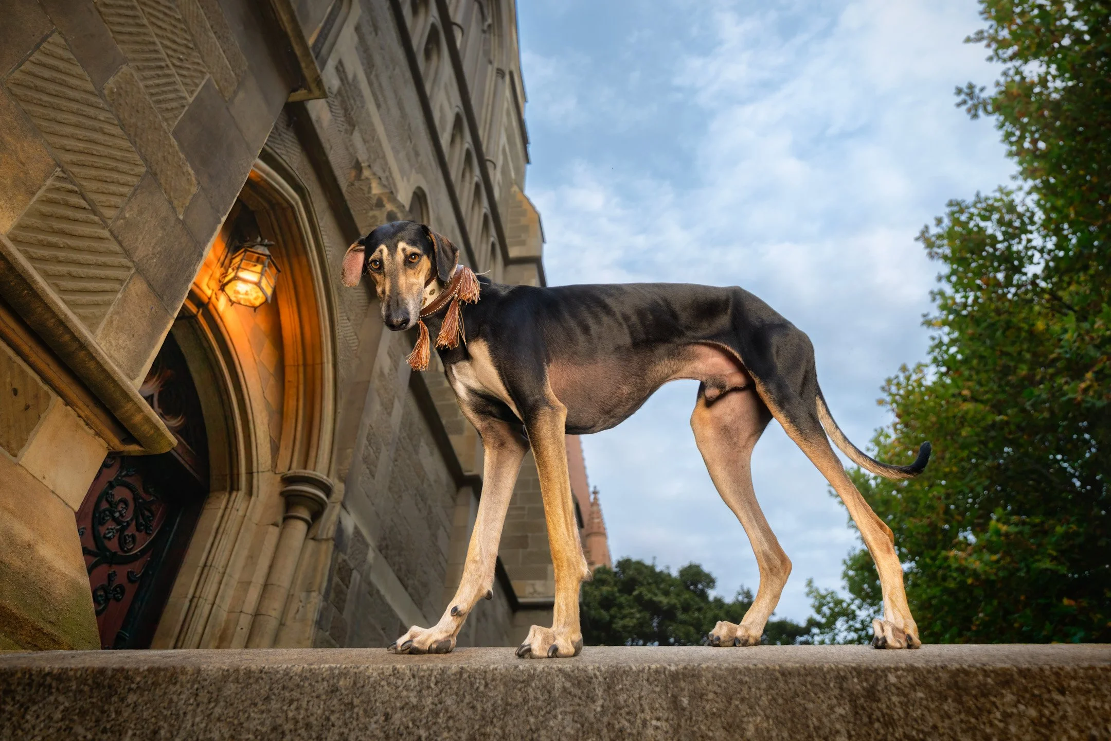 🔥 SNEAK PEEK 🔥
🐶❤📸
Four-year old Sloughi "Nox" is a rare breed indeed!

"Nox is one of the first Sloughis to be bred in Australia. We knew and loved his parents already, that we couldn&rsquo;t miss the opportunity to own one of the