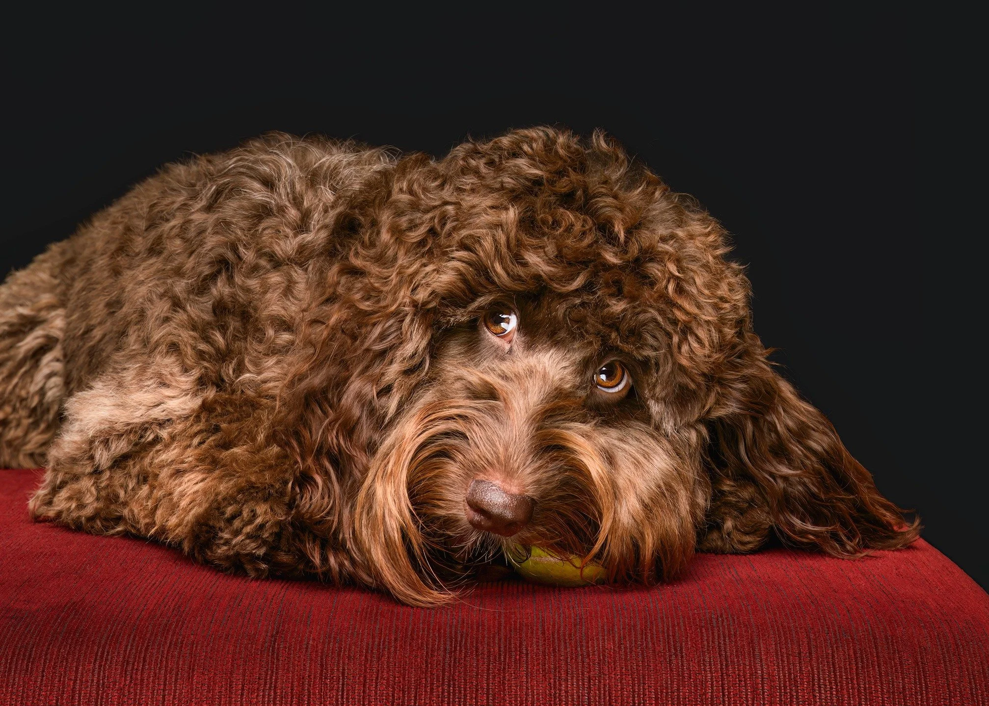 Frankie - "Yes I'm the goodest boy and no, you can't have my ball..."
🐶📸🤎

www.paultadday.com

#melbournedogphotography #spoodles #cockapoo #melbournedogs