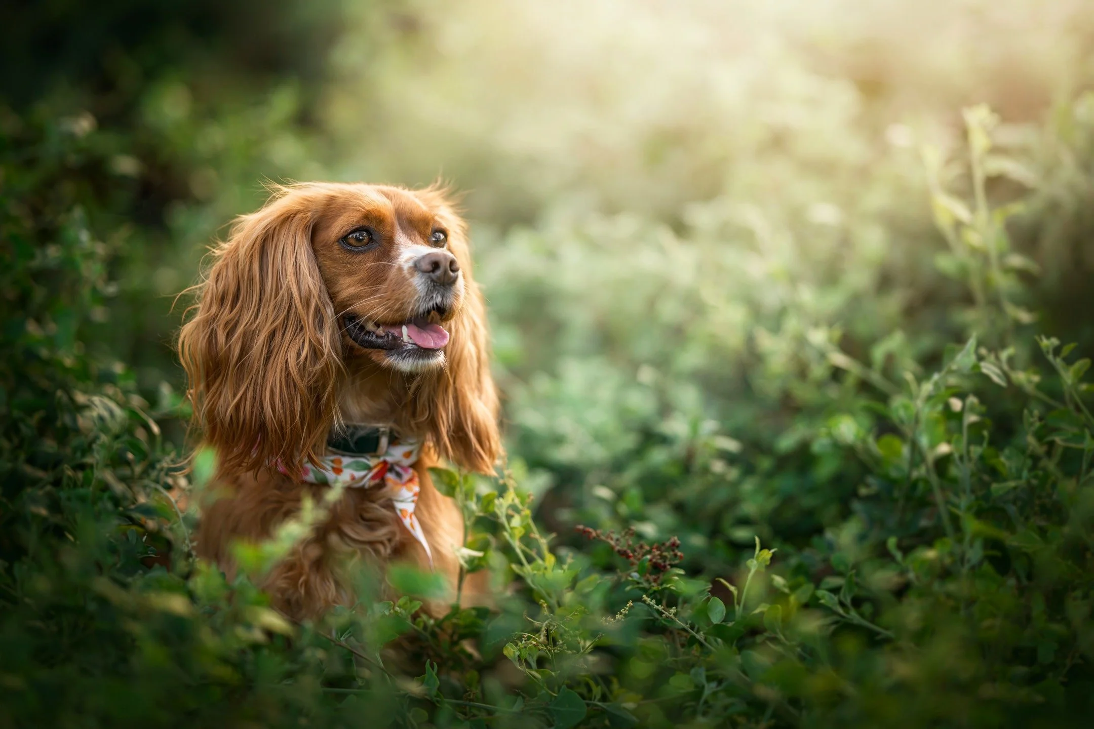 🔥 SNEAK PEEK 🔥

Meet "Poppy", an adorable four year-old 'Cockalier'. Definitely a girl's girl and an absolute natural in front of the camera!

"We find it so cute when she politely taps us to let us know what she wants. Eg it&rsquo;s