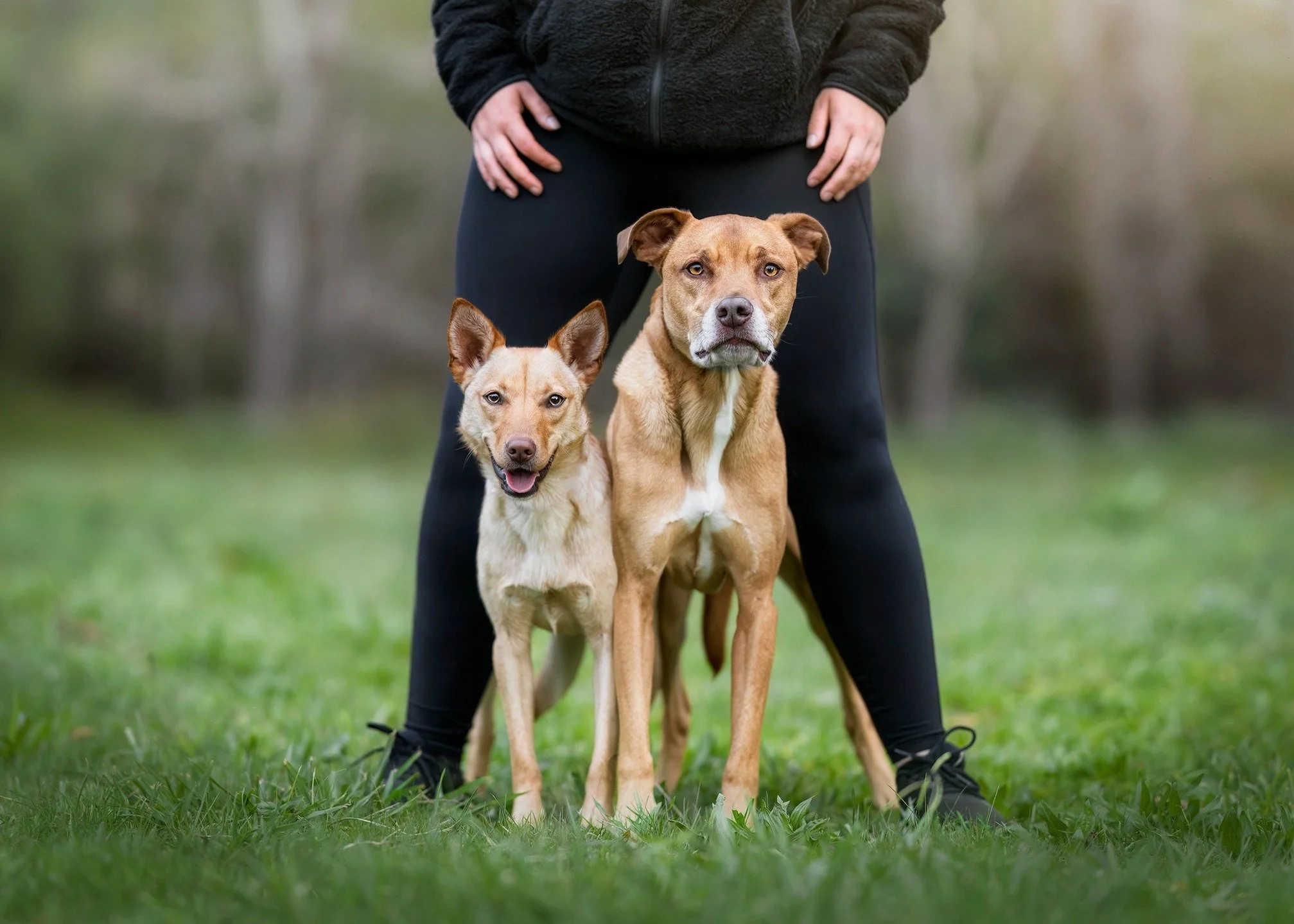 🔥 SNEAK PEEK 🔥
"Kodah" and "Bindi"

"Kodah is likely the only dog to ride a Ferris wheel, he has donated blood numerous times to save the lives of other dogs he helps to rehabilitate reactive dogs and also has a lot of dog 