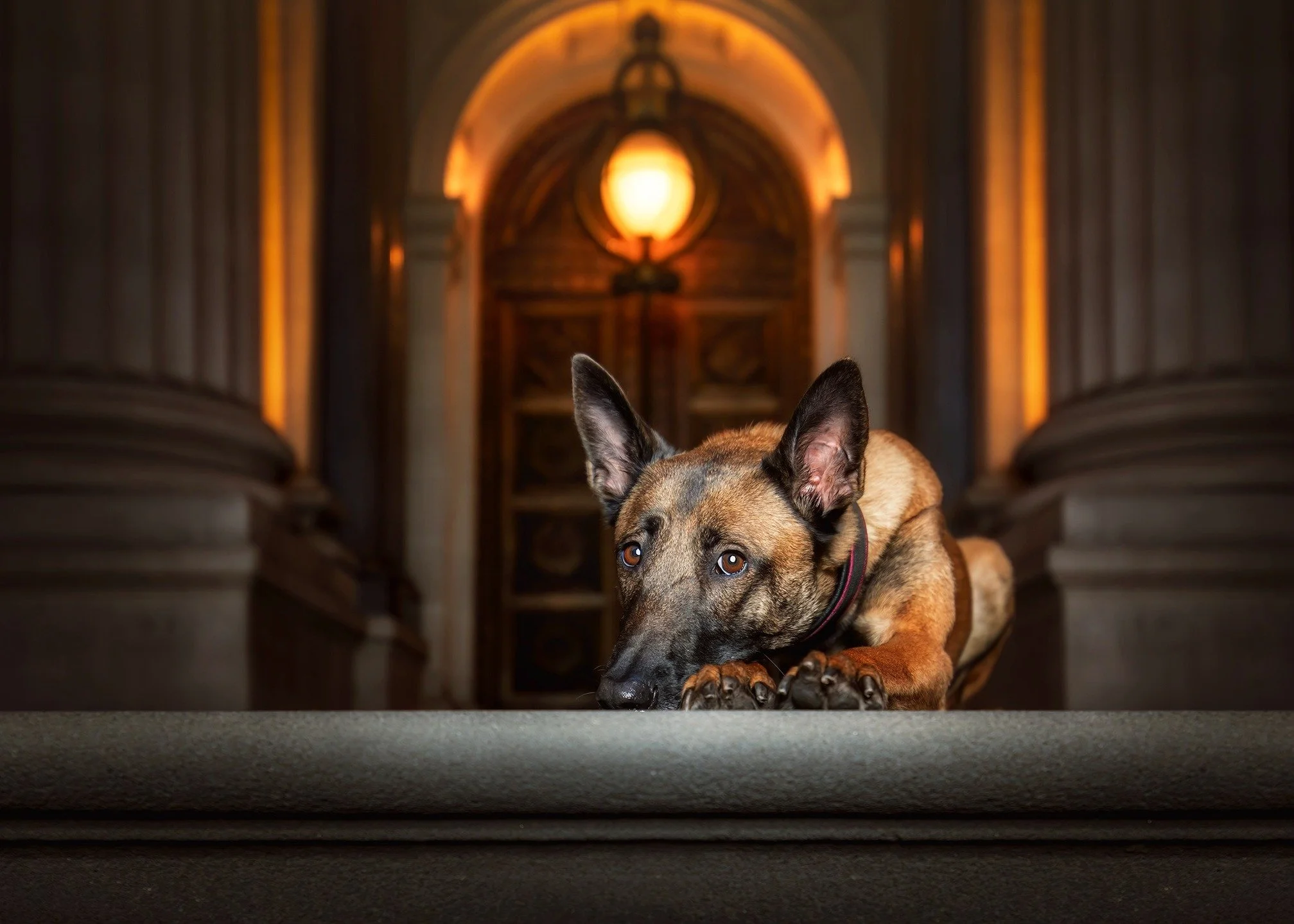 🔥 SNEAK PEEK 🔥

"Ruby" is a beautiful Belgian Malinois, found abandoned on the side of the highway in Ballarat, relocated to a shelter before being placed on a euthanasia list.

Luckily, she was fostered and saved just in time and is now 