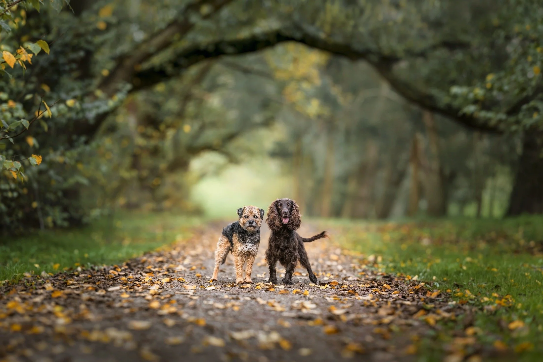🔥 SNEAK PEEK 🔥
Best of mates - "Flynn" and "Fidget" had the spotlight to themselves during their Paws &amp; Claws photo session on Friday!
🐶❤📸

www.paultadday.com

#melbournedogs #dogsofmelbourne #melbournepetphotography #melb
