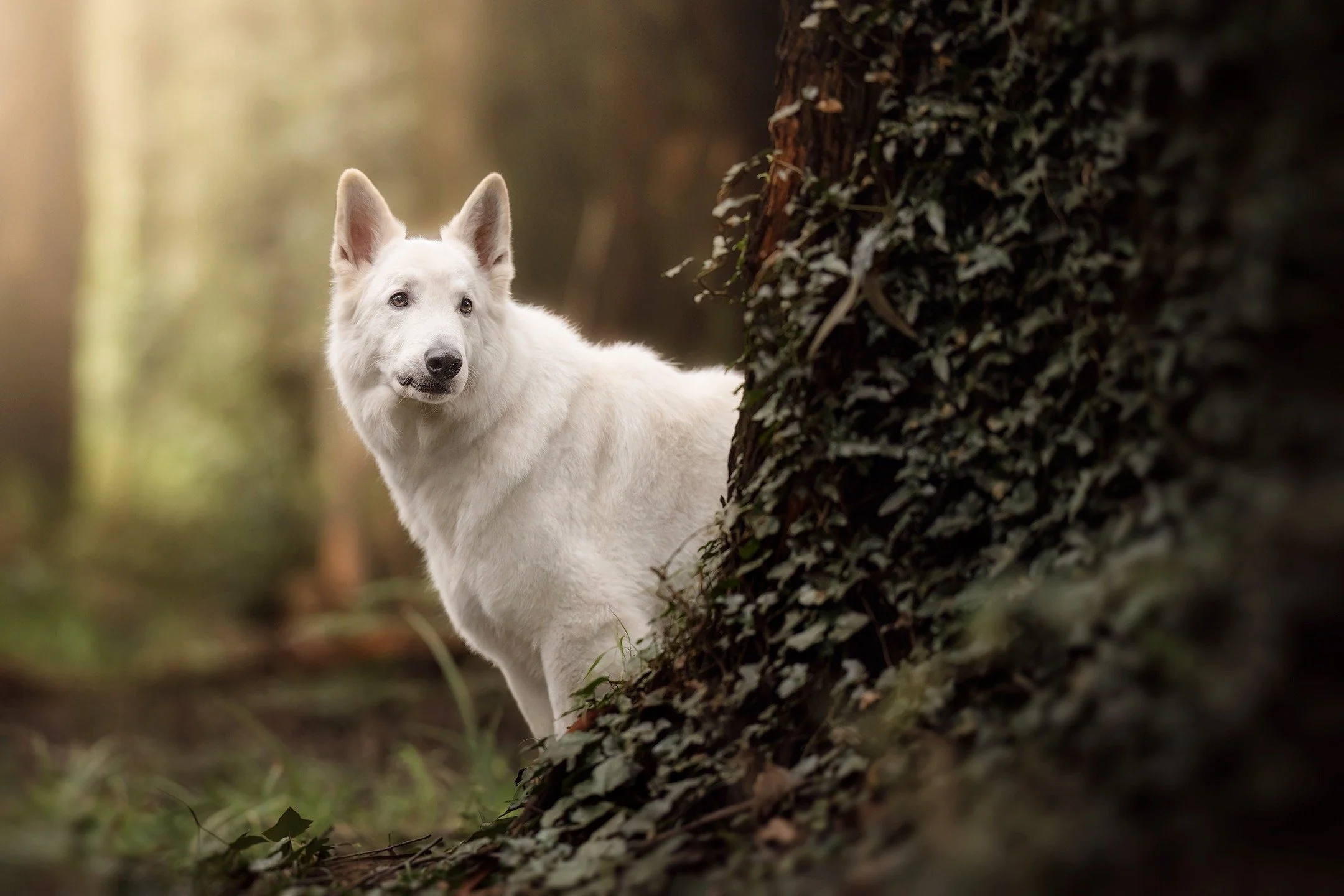 🔥 SNEAK PEEK 🔥
"Arcturus"

I first photographed this beautiful fella in June 2020, when he was merely months old. Now he's fully grown and matured into a magnificent boy!

Arcturus' puppy photos have featured in many of my promos and thro