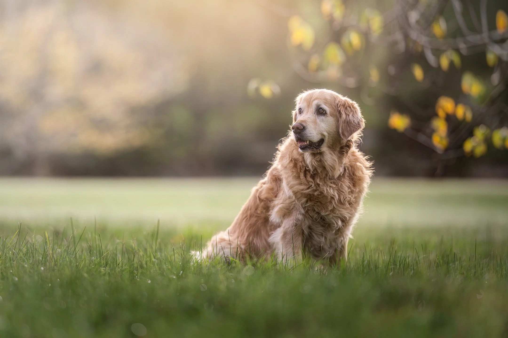 🔥 SNEAK PEEK 🔥
"Ruby" - a grand old golden girl with a golden heart. The sun timed its late afternoon appearance superbly, bathing Ruby in a golden glow that perfectly reflects her bright, sunny personality!
🐶❤📸☀️

www.paultadday.com

#