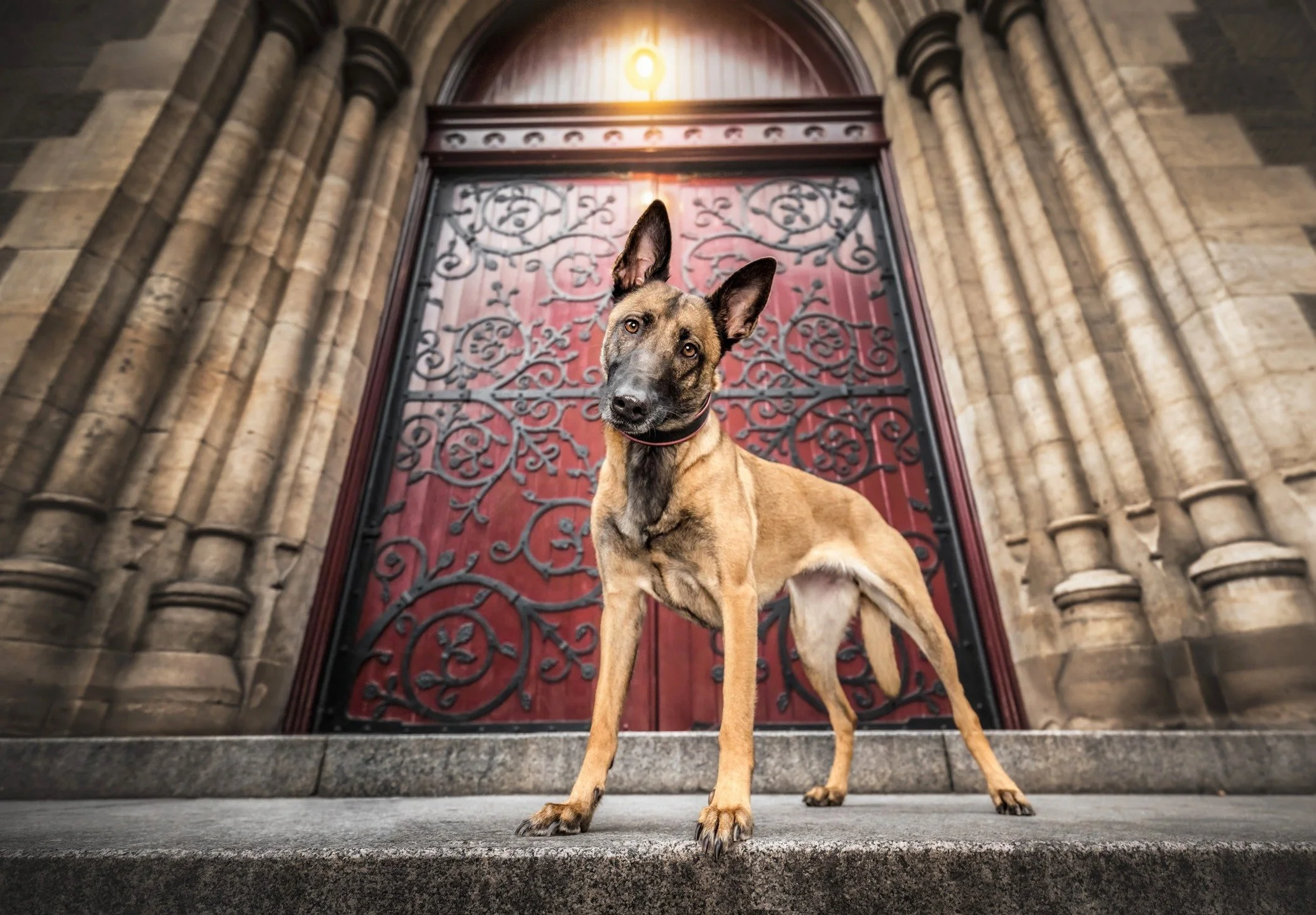 UPTOWN GIRL
"Ruby" is a beautiful Belgian Malinois, found abandoned on the side of the highway in Ballarat, relocated to a shelter before being placed on a euthanasia list.

Luckily, she was fostered and saved just in time and is now living