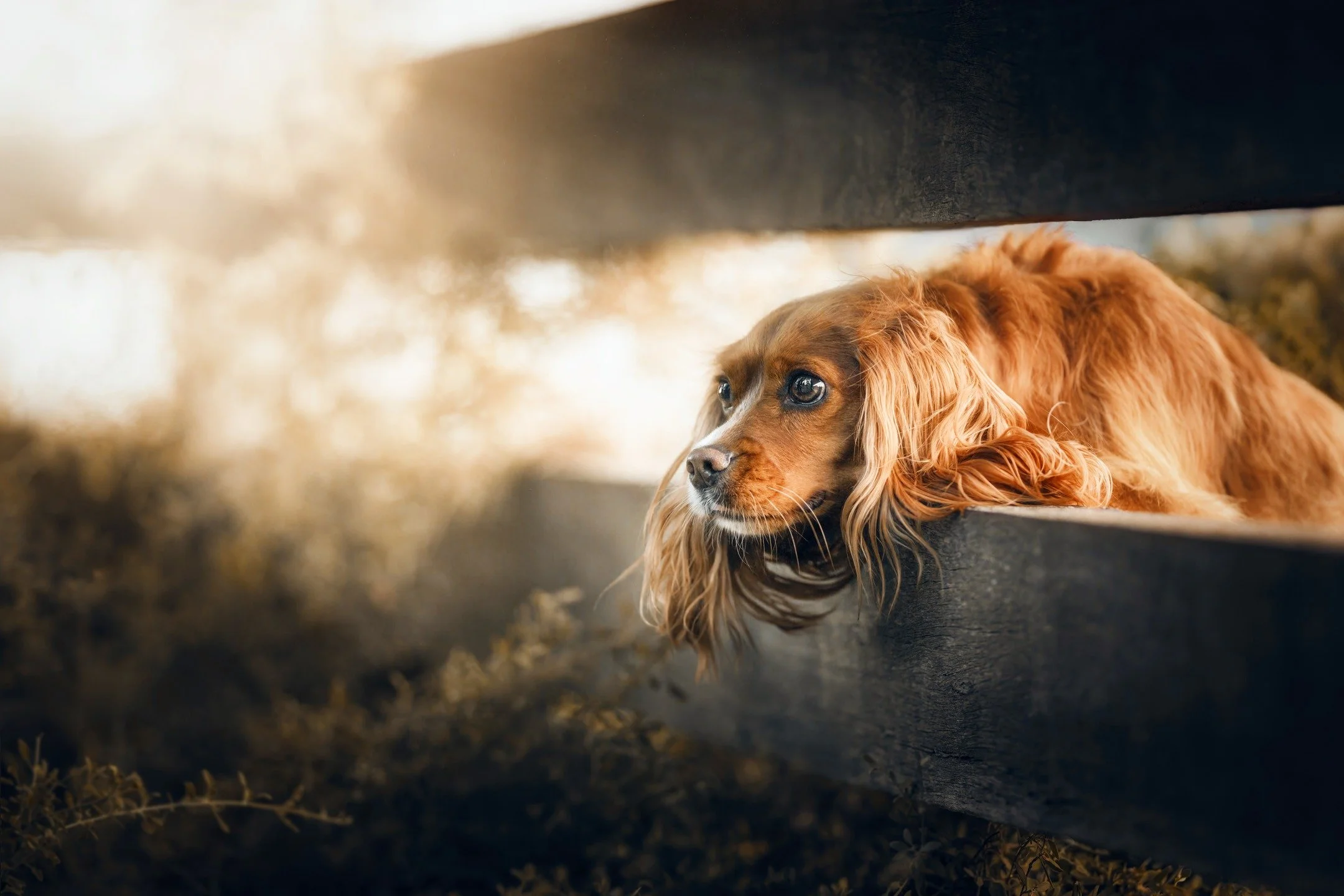 Pretty "Poppy" - an adorable four year-old 'Cockalier'. Definitely a Princess and an absolute natural in front of the camera!
🐶❤📸

www.paultadday.com

#melbournedogs #dogsofmelbourne #melbournedogphotography