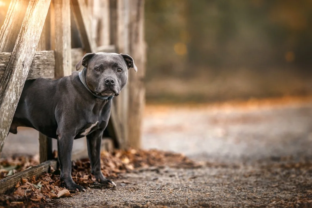 Ziggy (Blue Staffy) - 050525 - IG - 10.jpg