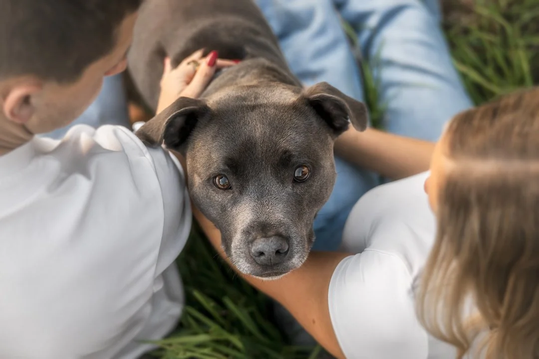 Ziggy (Blue Staffy) - 050525 - IG - 26.jpg