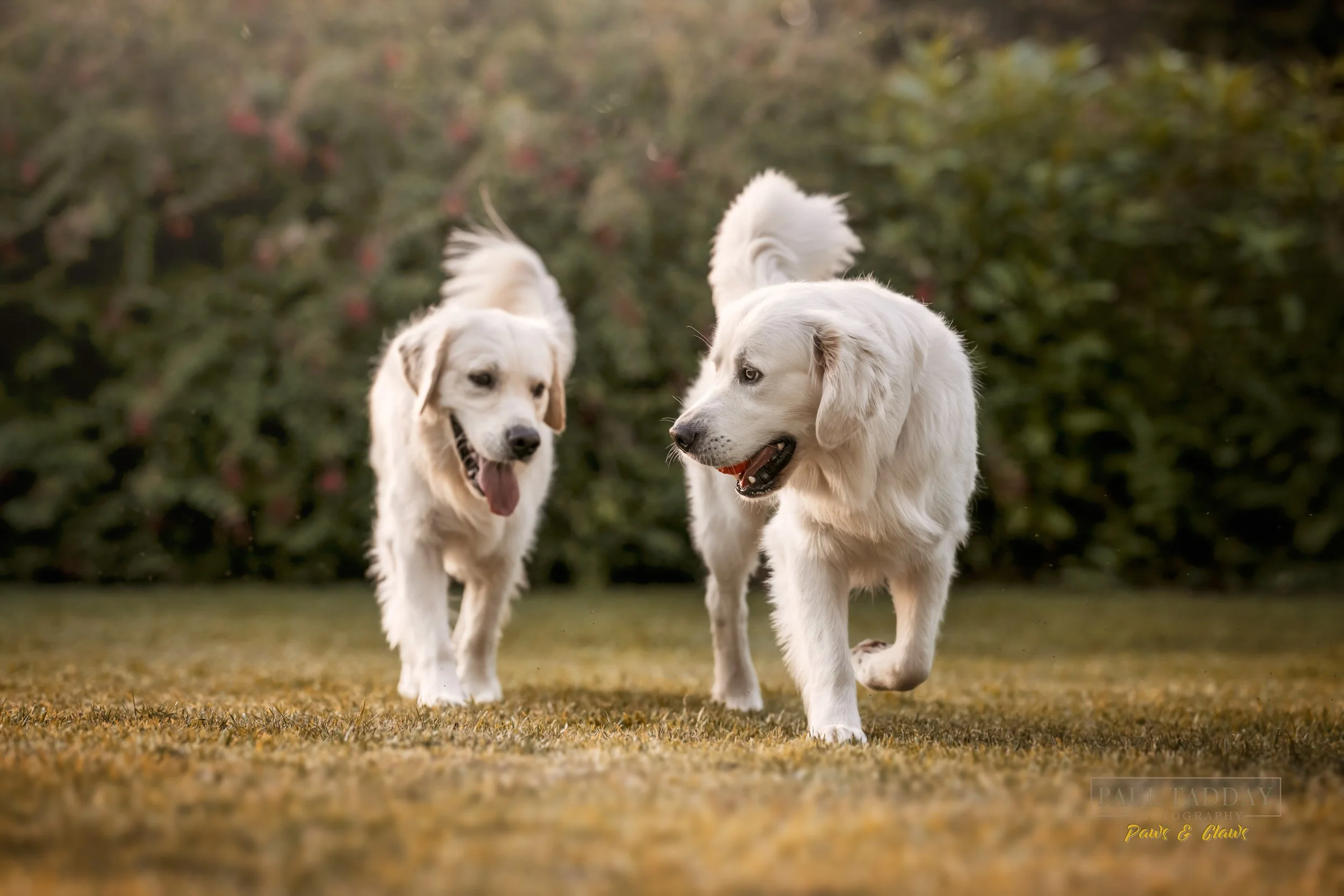 DOGGY DAYCARE - Is it right for your dog?