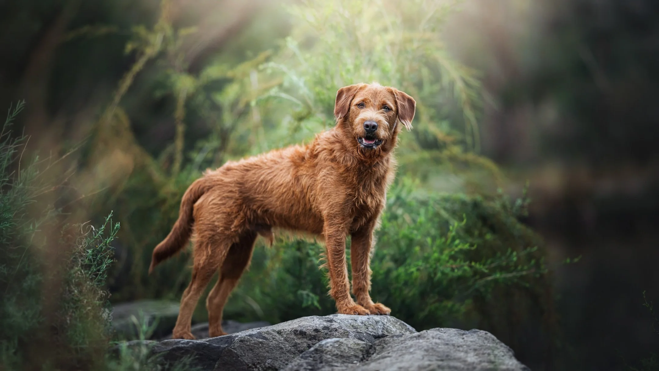 Juniper (Labradoodle) - 230226 - IG - 19.jpg