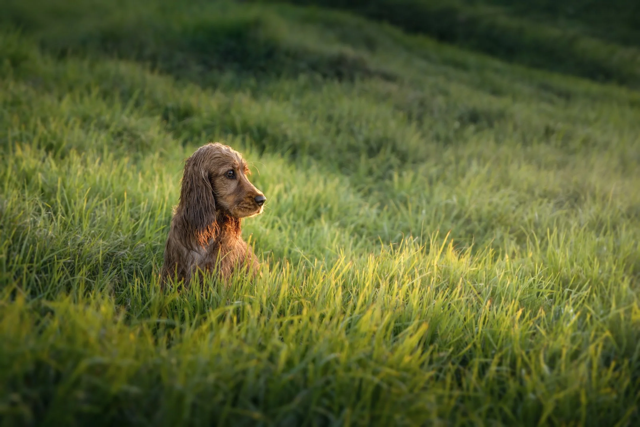 Margot (Cocker Spaniel) - 210326 - IG - 46.jpg