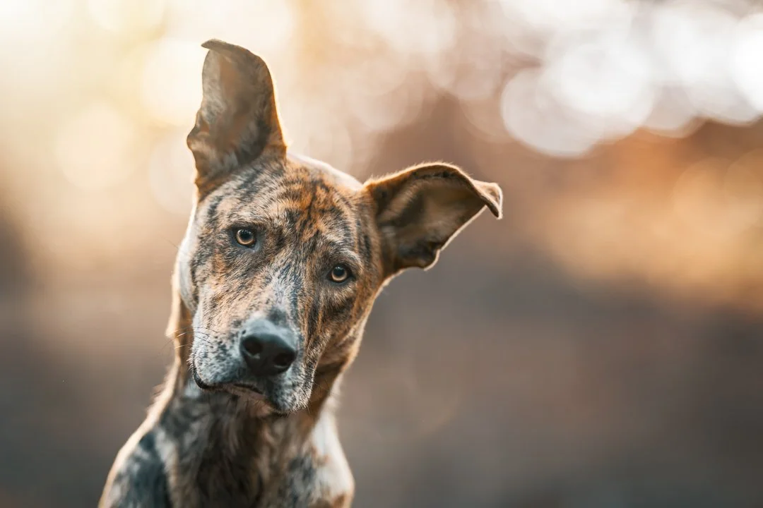 Pluto (Ridgeback x Staffy) - 280625 -  123332-Edit.jpg