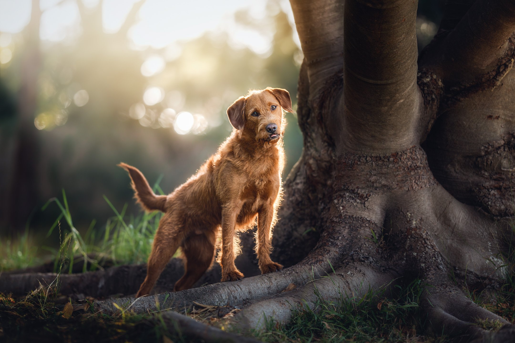 Juniper (Labradoodle) - 230226 - IG - 3.jpg