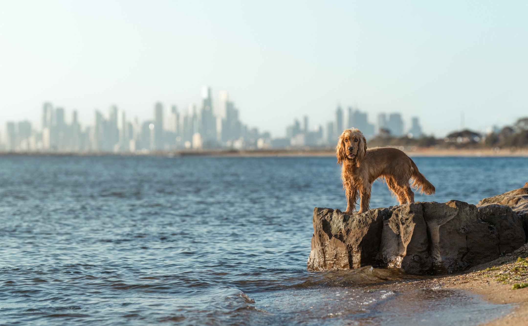 Margot (Cocker Spaniel) - 210326 - IG - 19.jpg