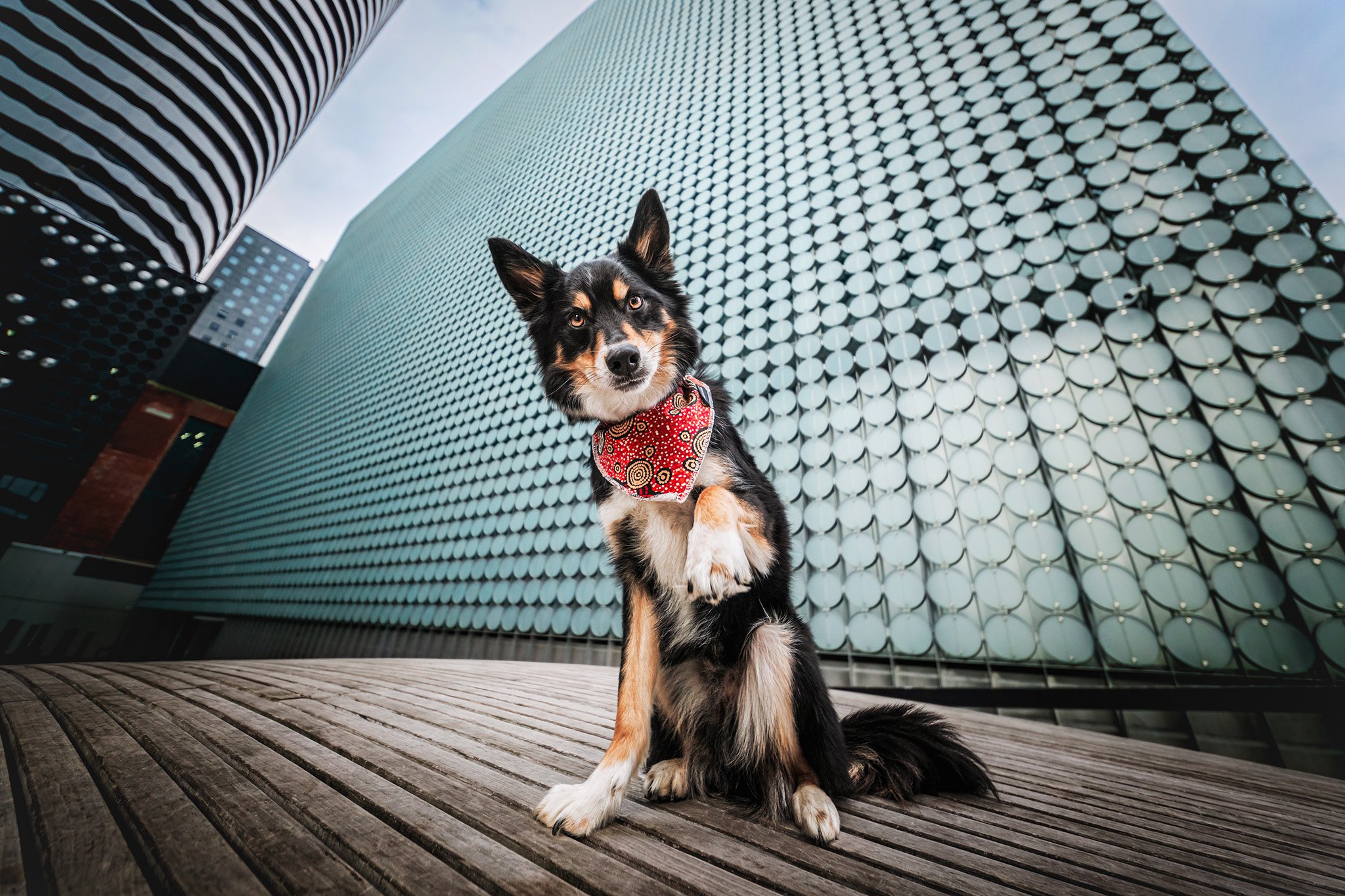Remi (Border Collie - Kelpie) - 01.jpg