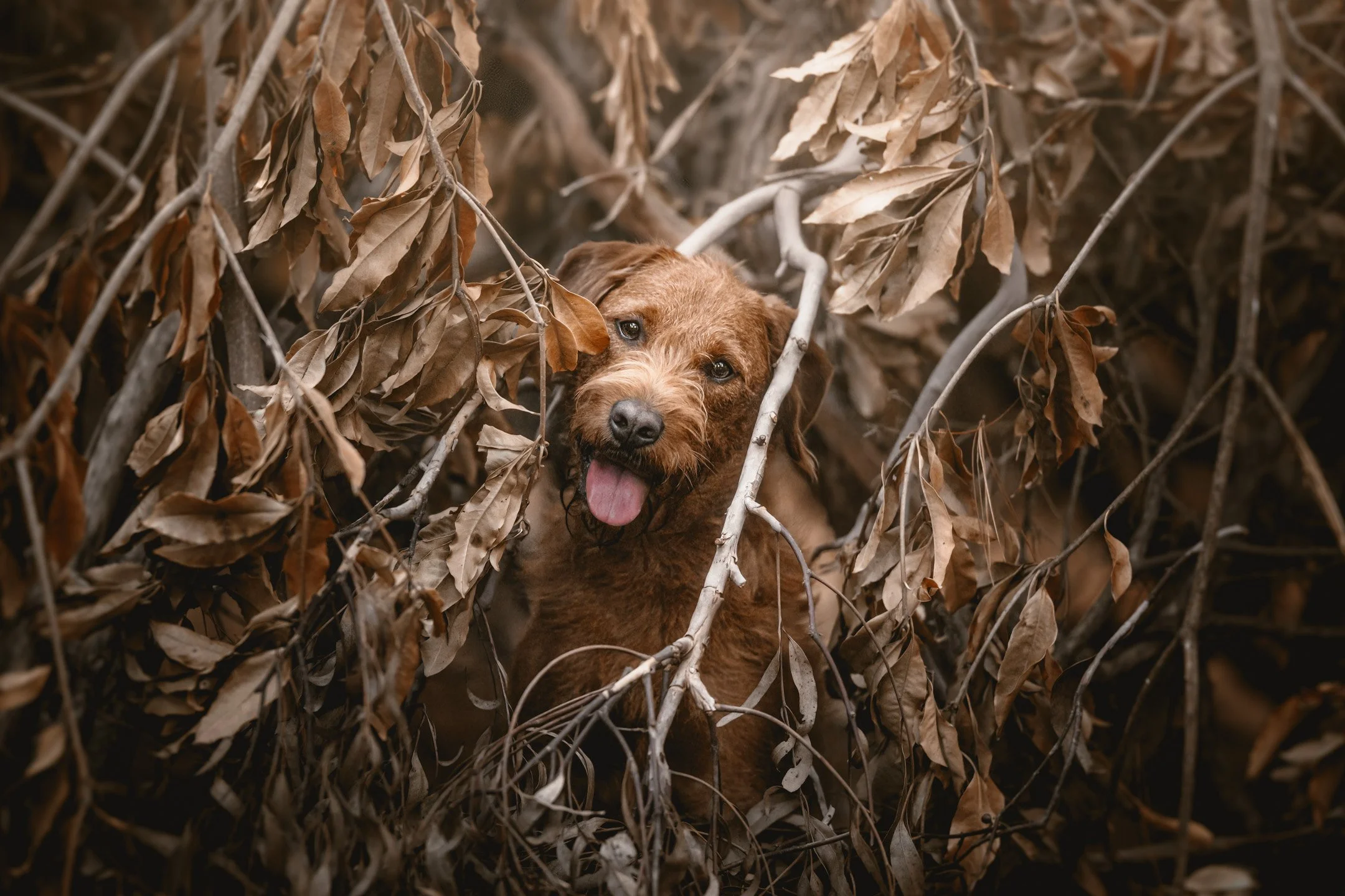 Juniper (Labradoodle) - 230226 - IG - 9.jpg