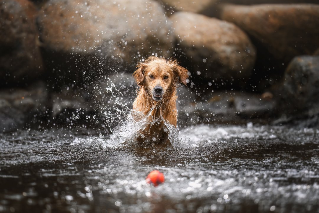 ‘ADVENTURE PAWS’ Photo Sessions