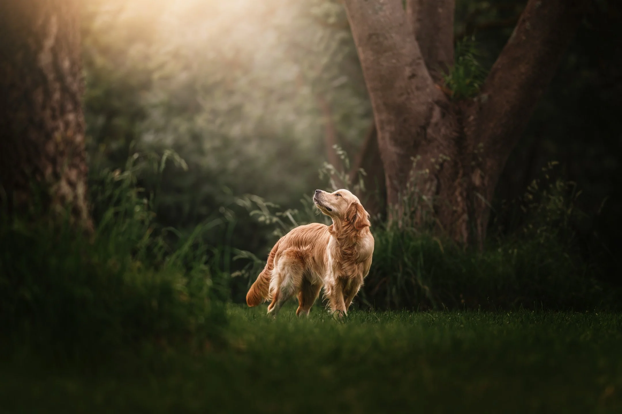 Luca (Golden Retriever) - 221125 - IG - 1.jpg