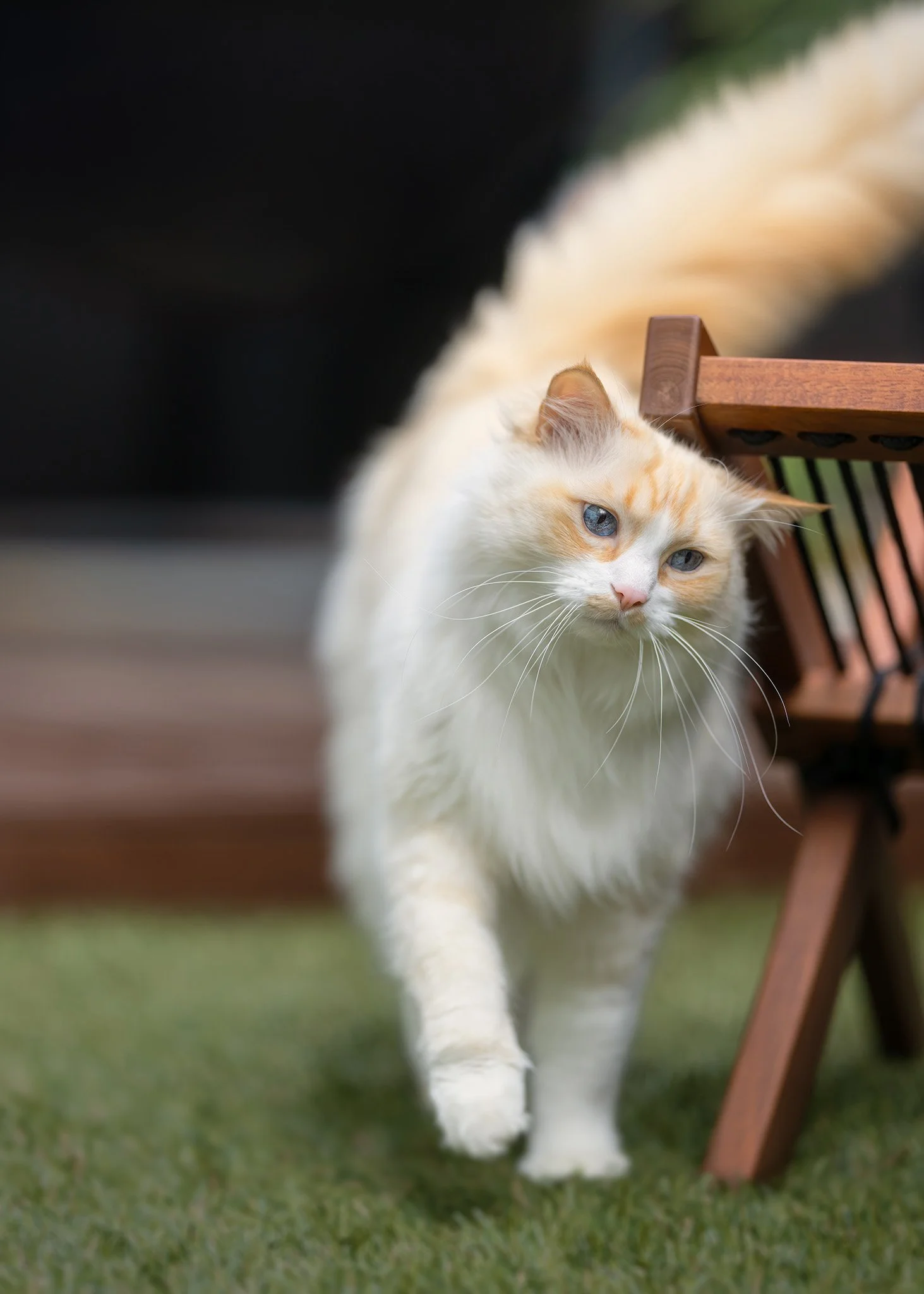 Simba (Ragdoll) - 310825 - full res - 5.jpg