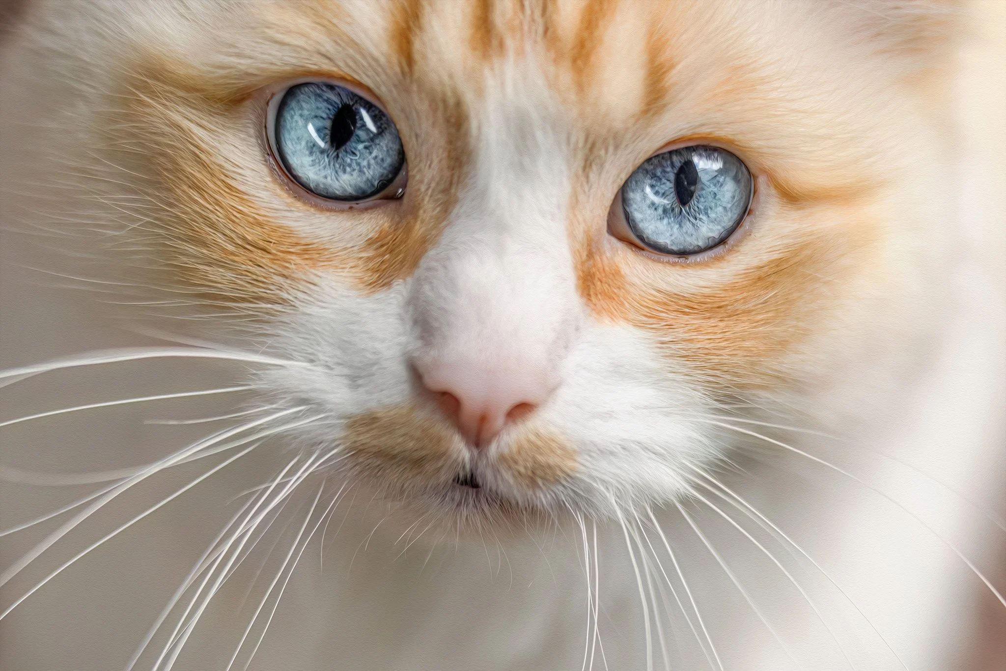 Simba (Ragdoll) - 310825 - full res - 13.jpg