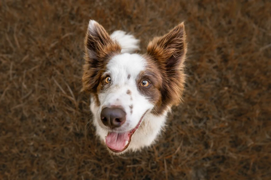 Cooper, Lochie, Dusty (Border Collies) - IG - 27.jpg
