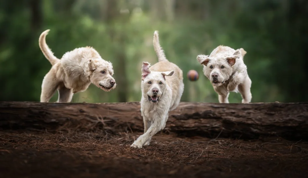 Ernie (Labradoodle) - 130725 -  IG - 14.jpg